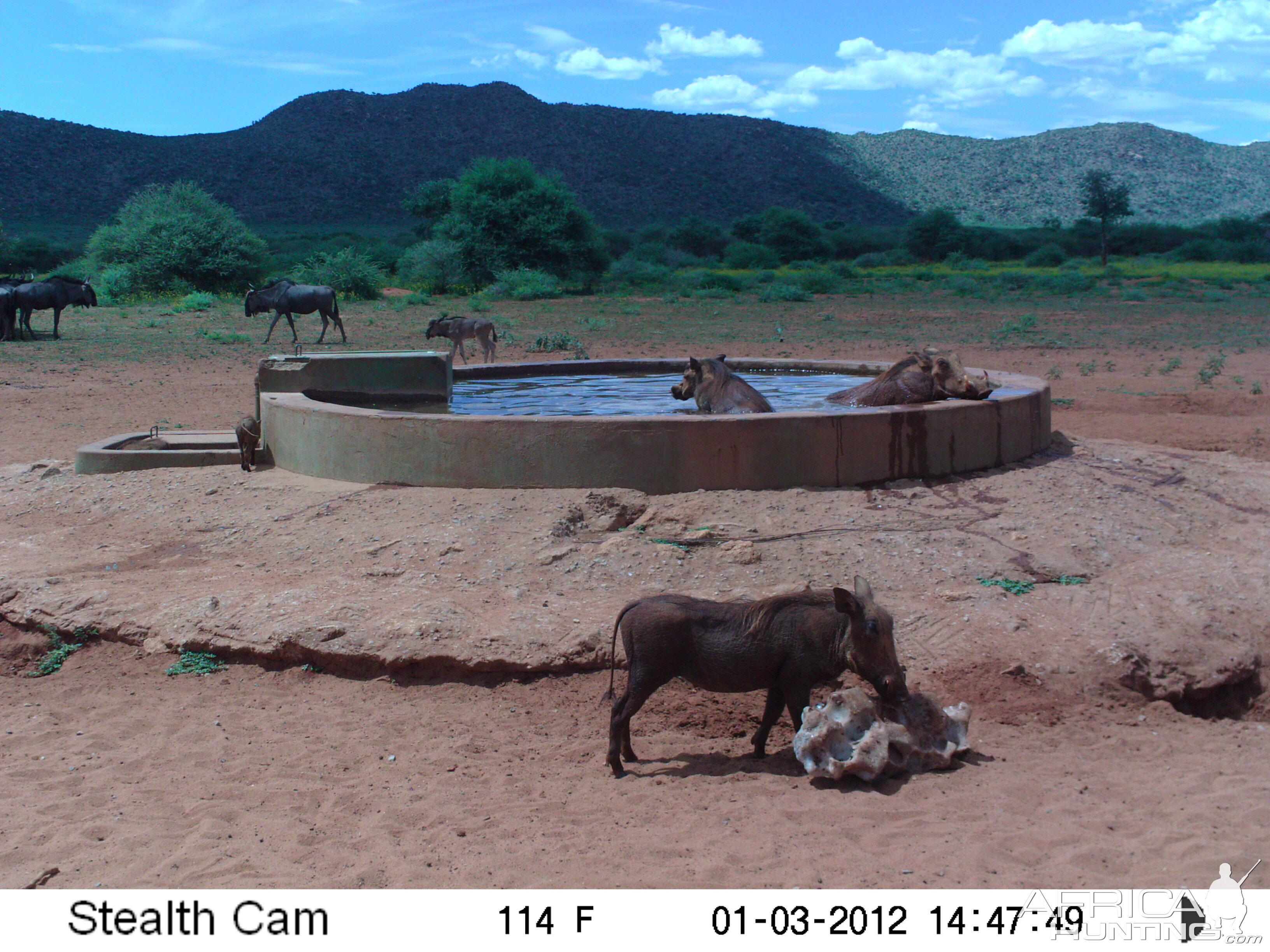 Trail Camera Namibia