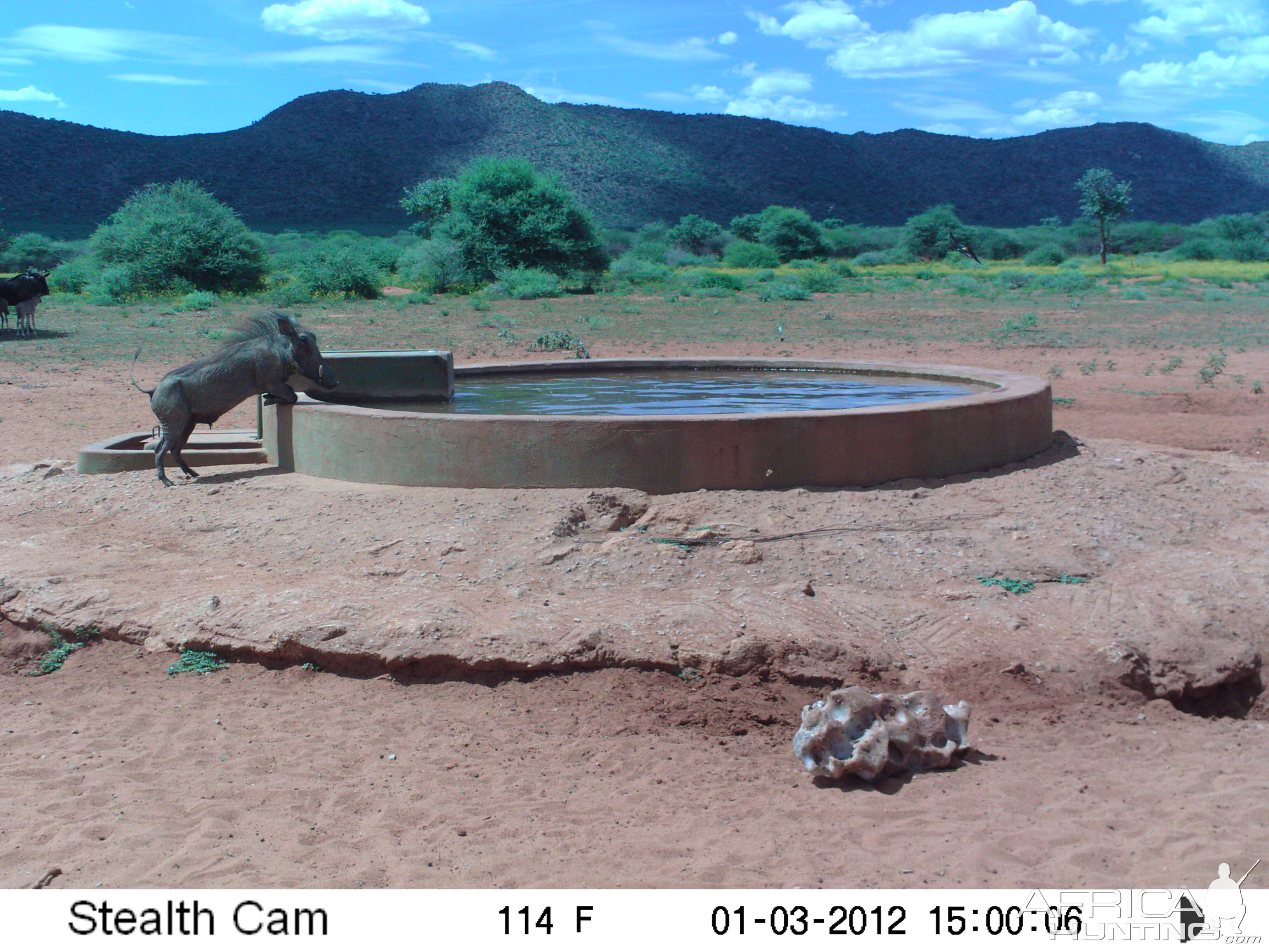 Trail Camera Namibia