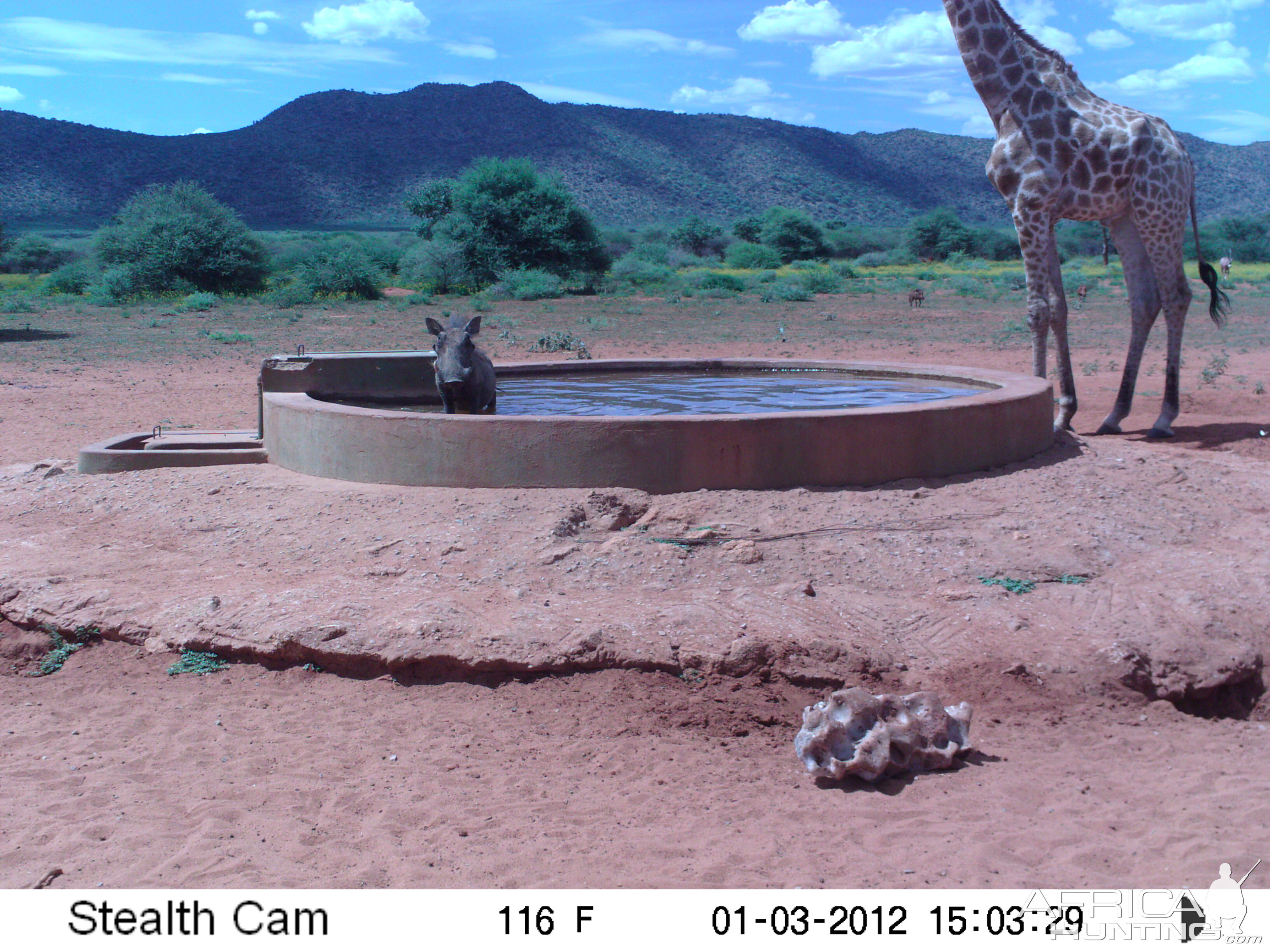 Trail Camera Namibia