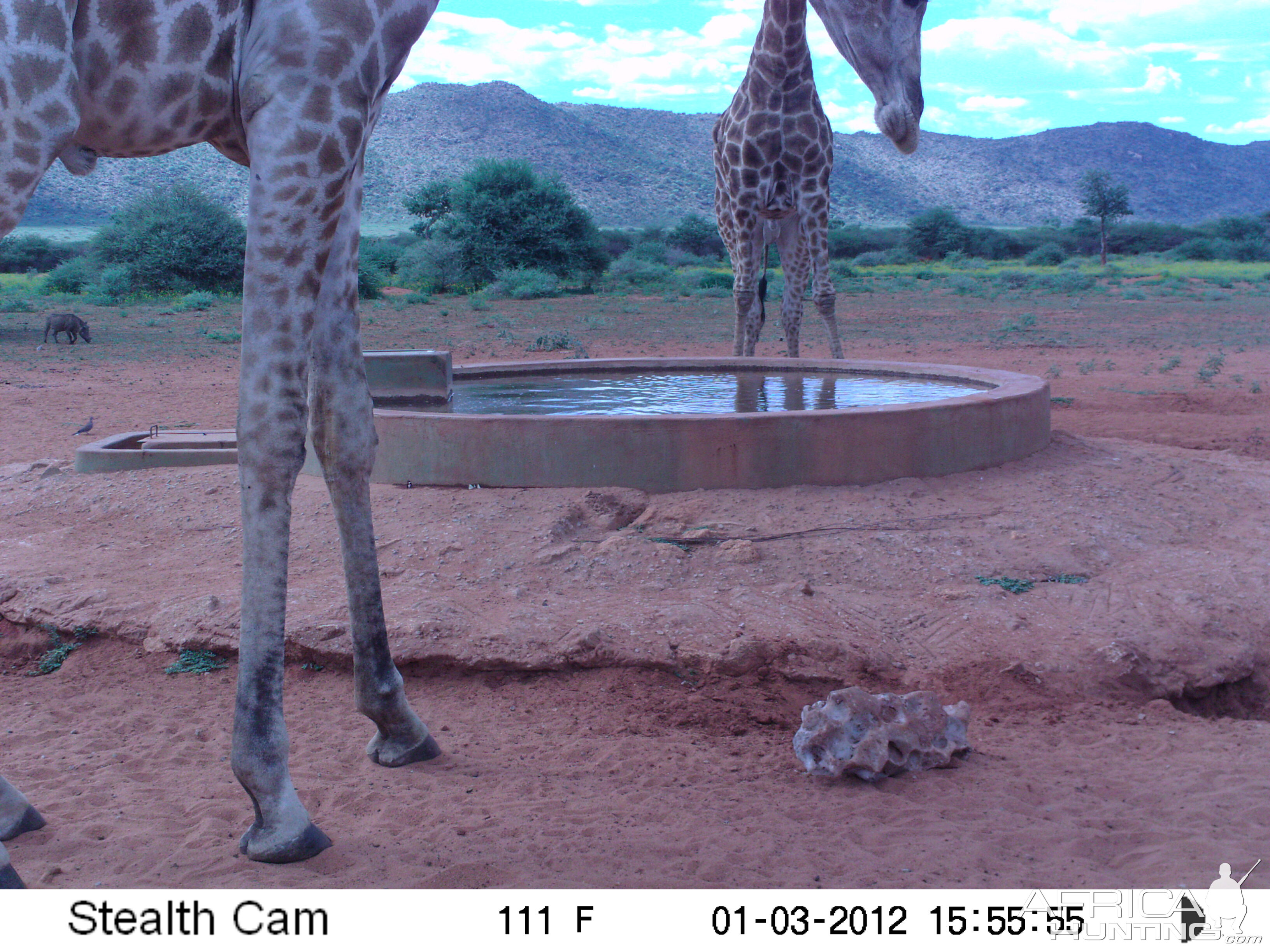 Trail Camera Namibia