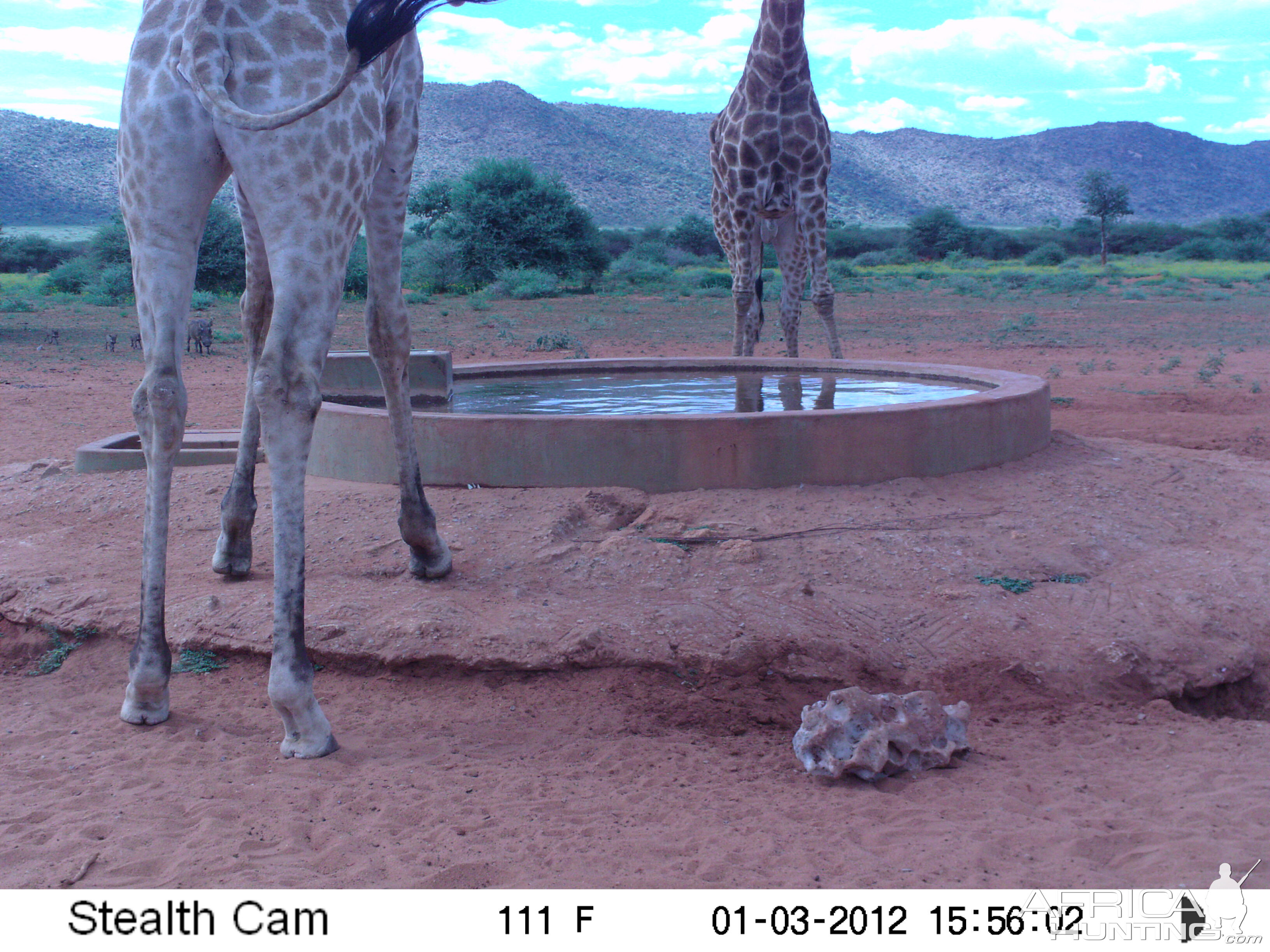 Trail Camera Namibia