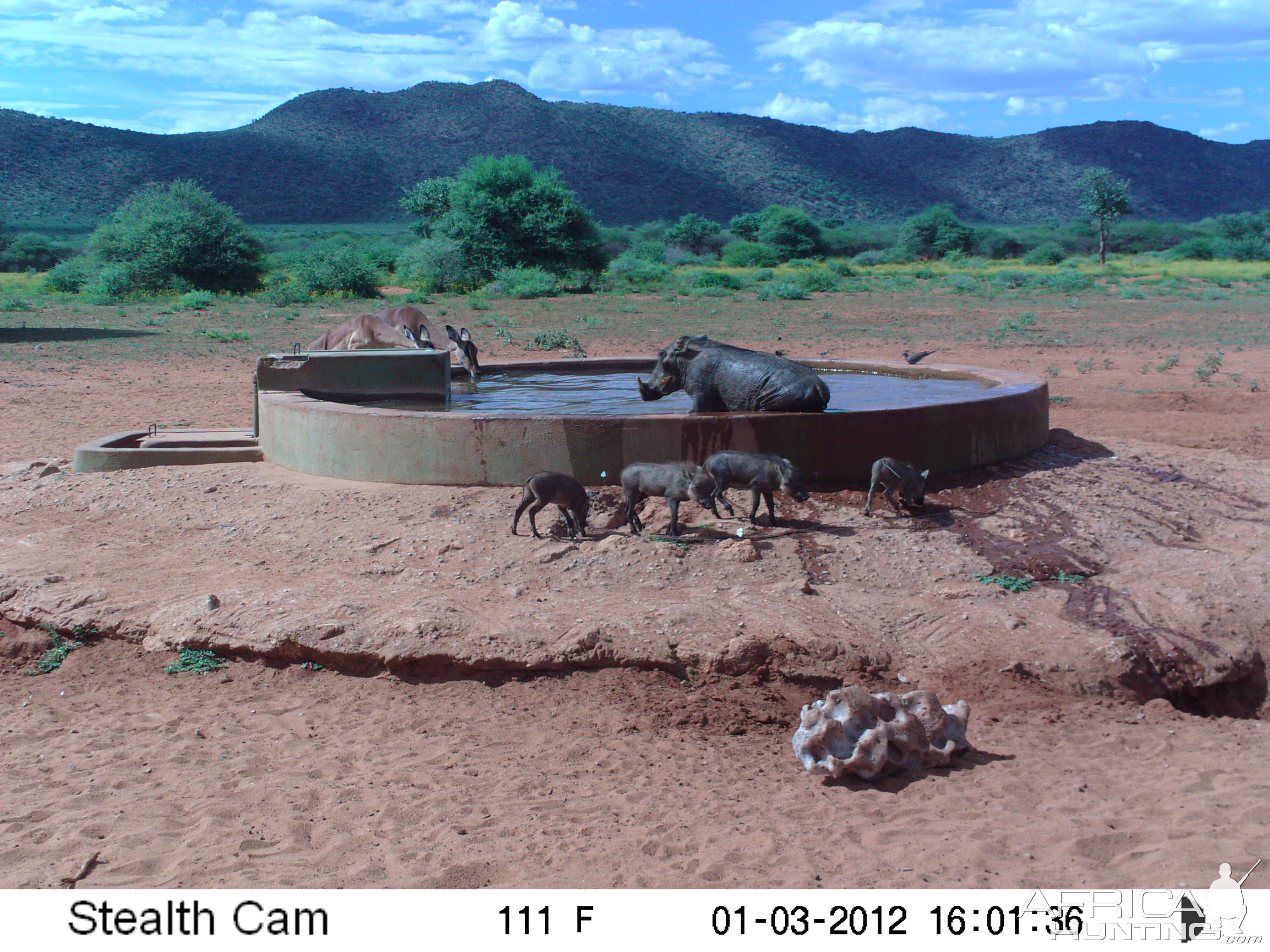 Trail Camera Namibia