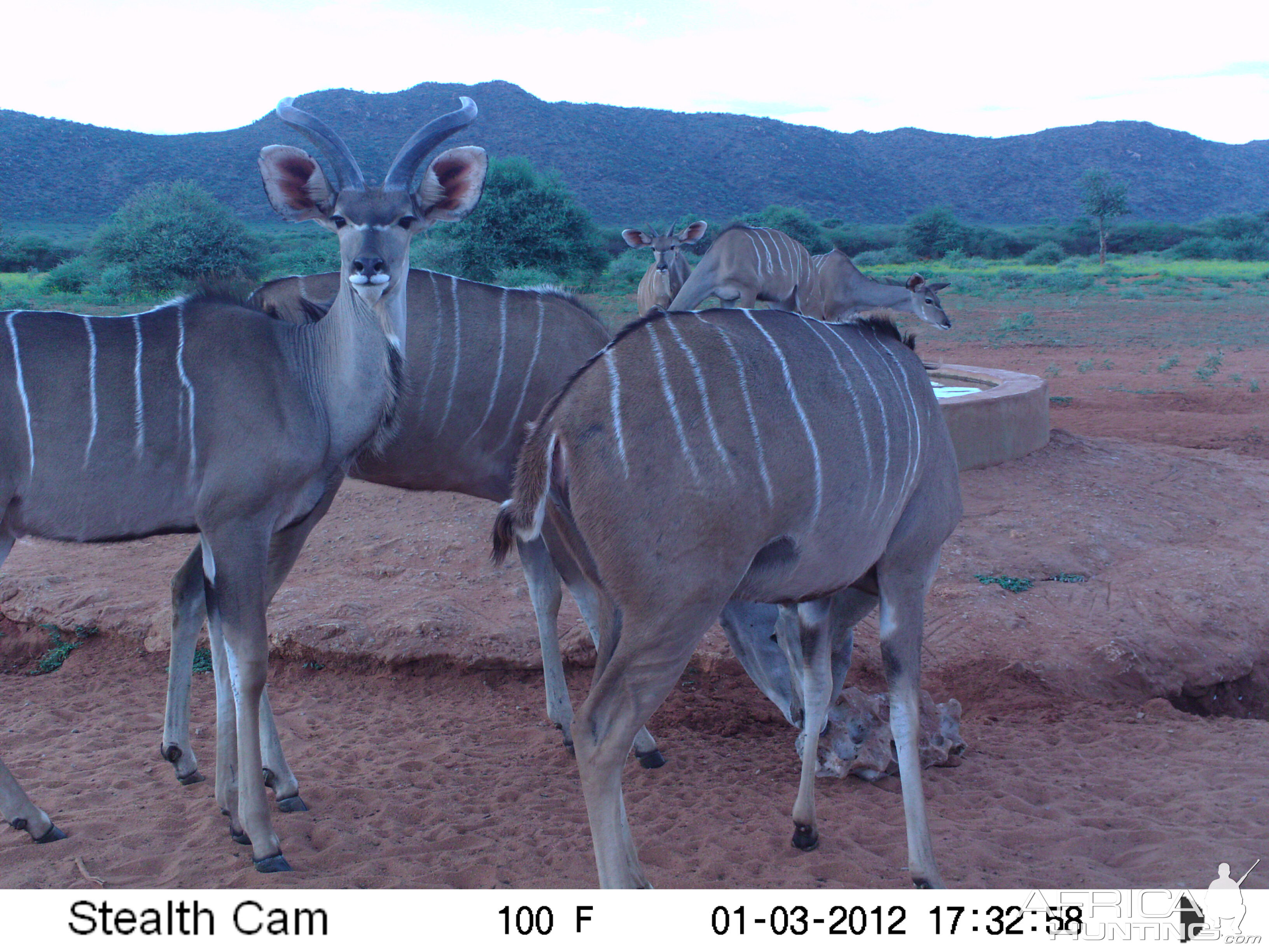 Trail Camera Namibia