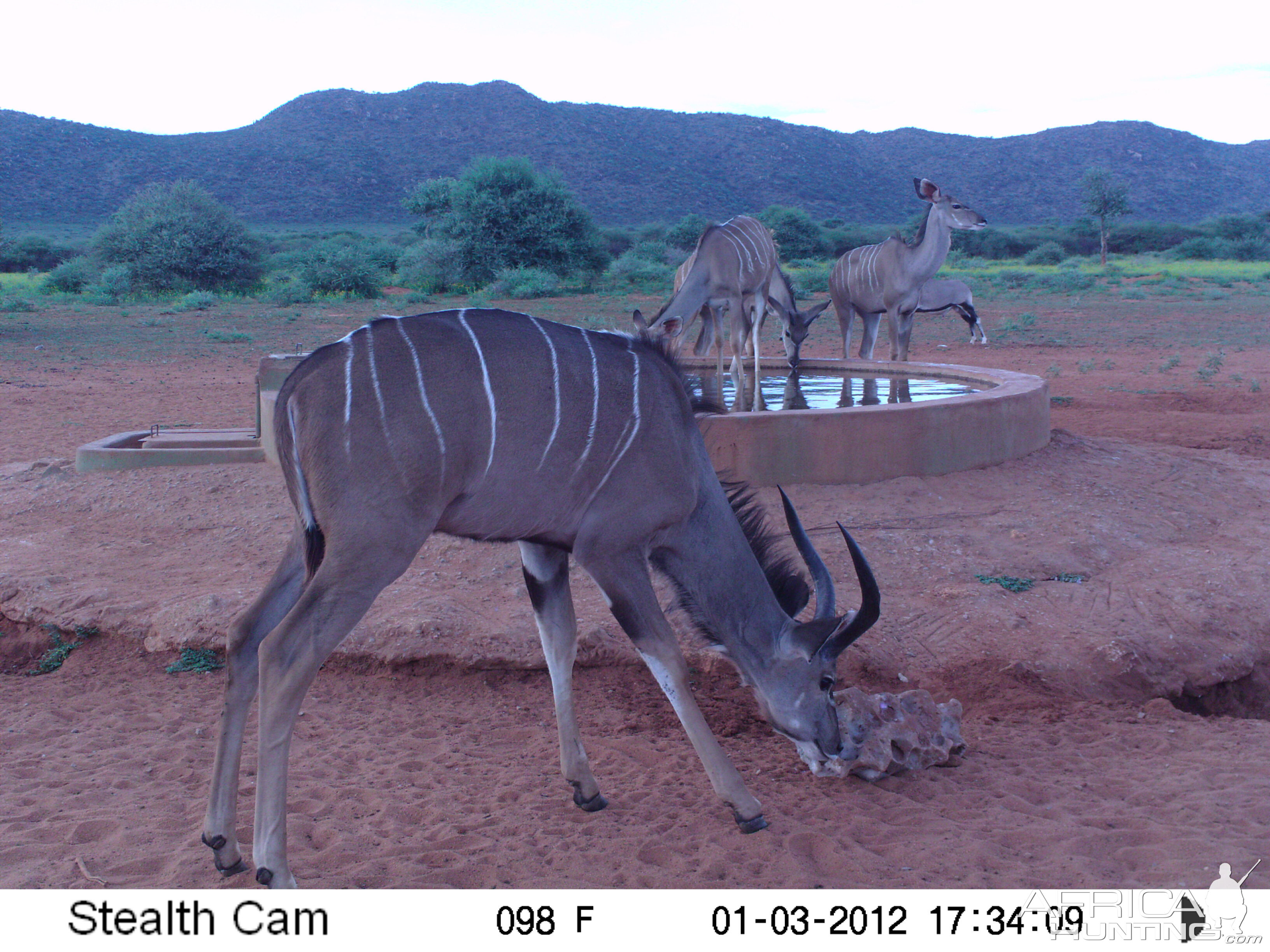 Trail Camera Namibia