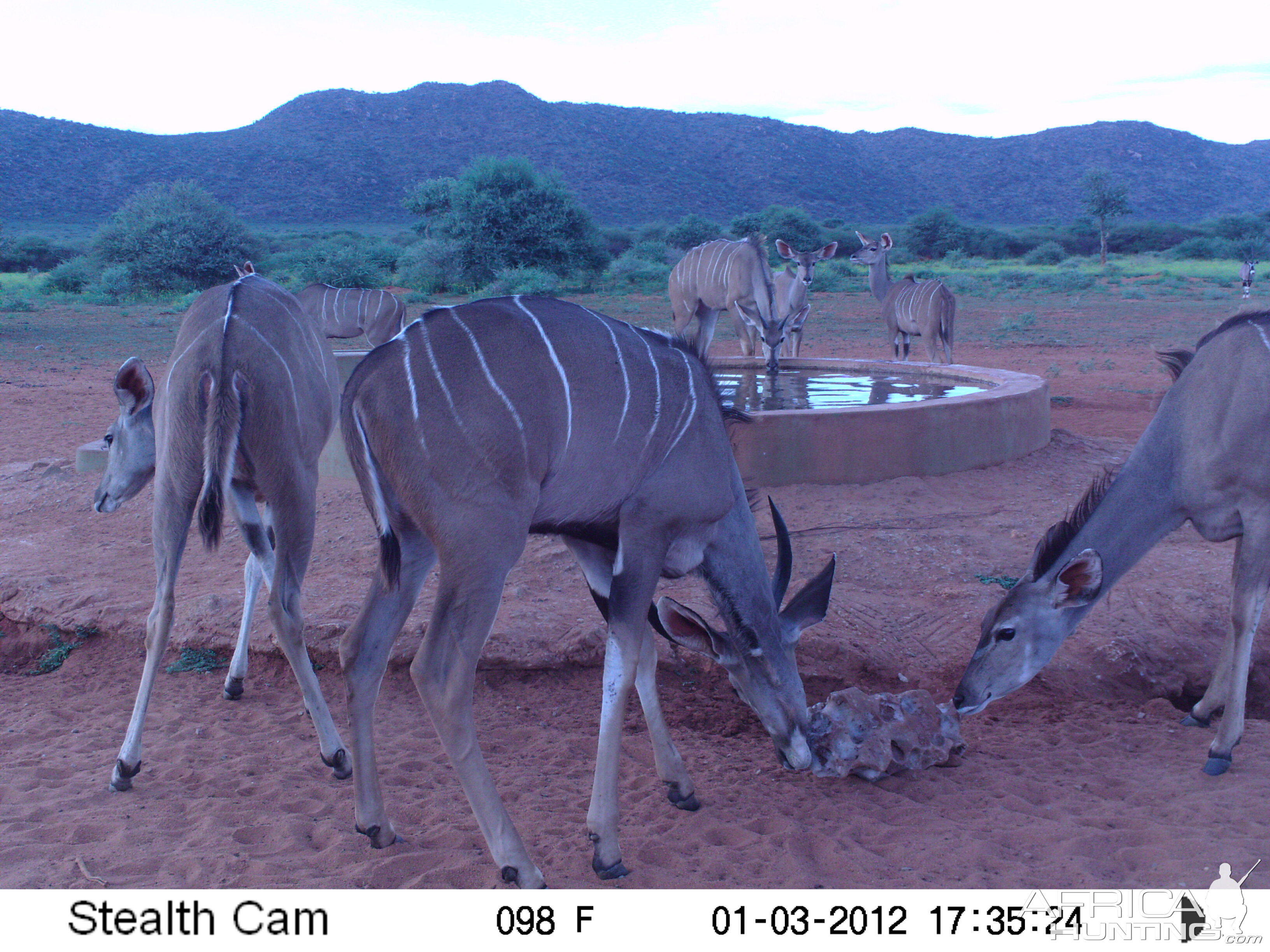 Trail Camera Namibia