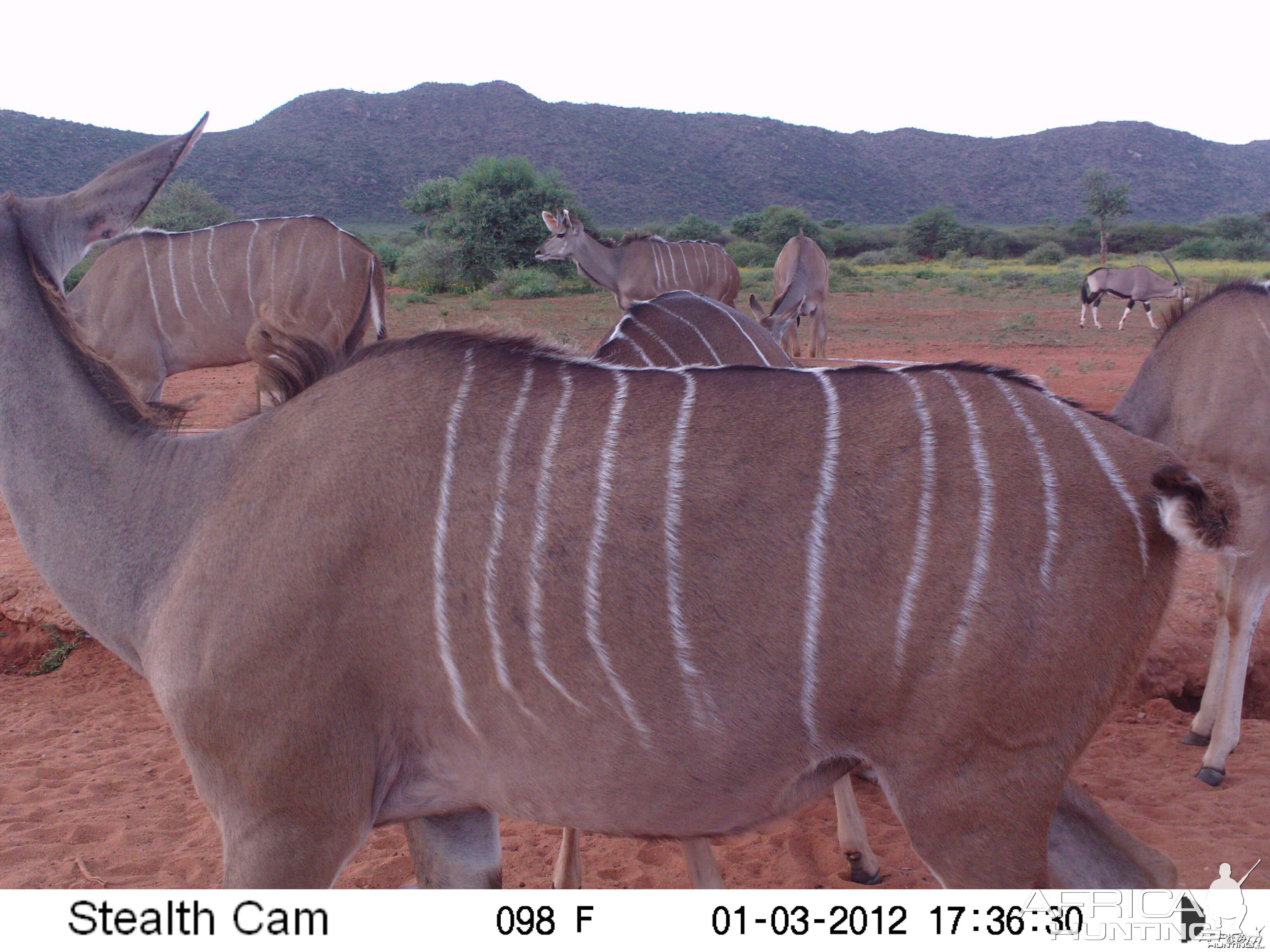 Trail Camera Namibia