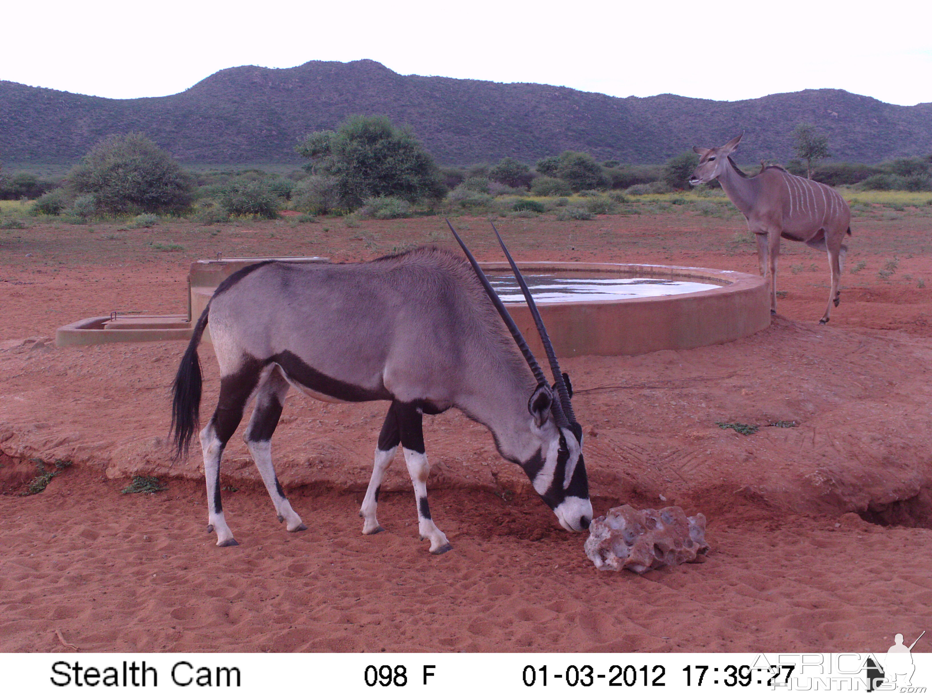 Trail Camera Namibia