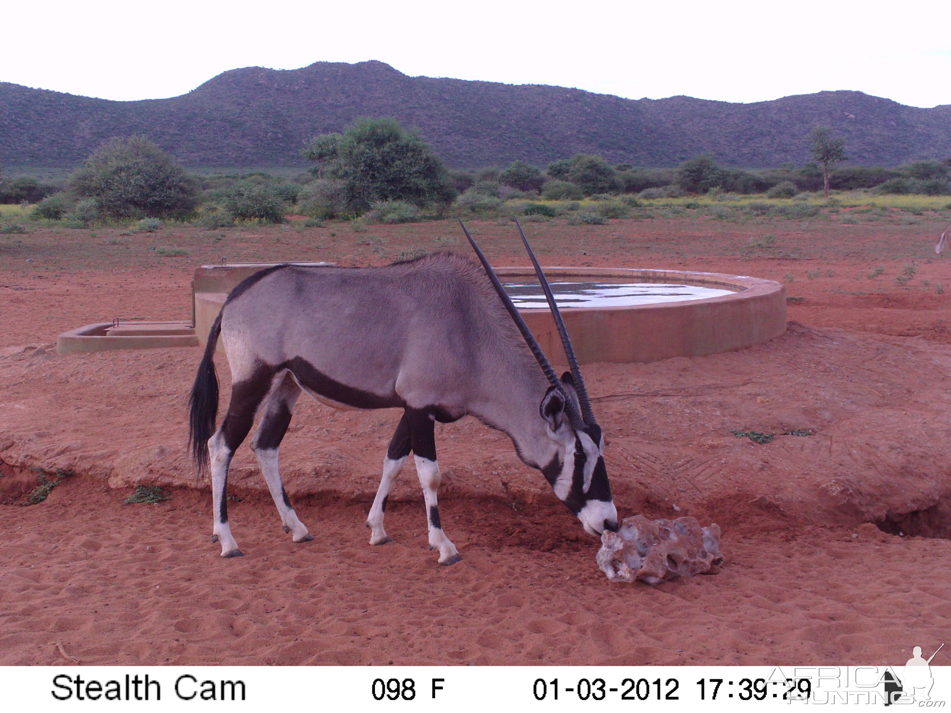 Trail Camera Namibia