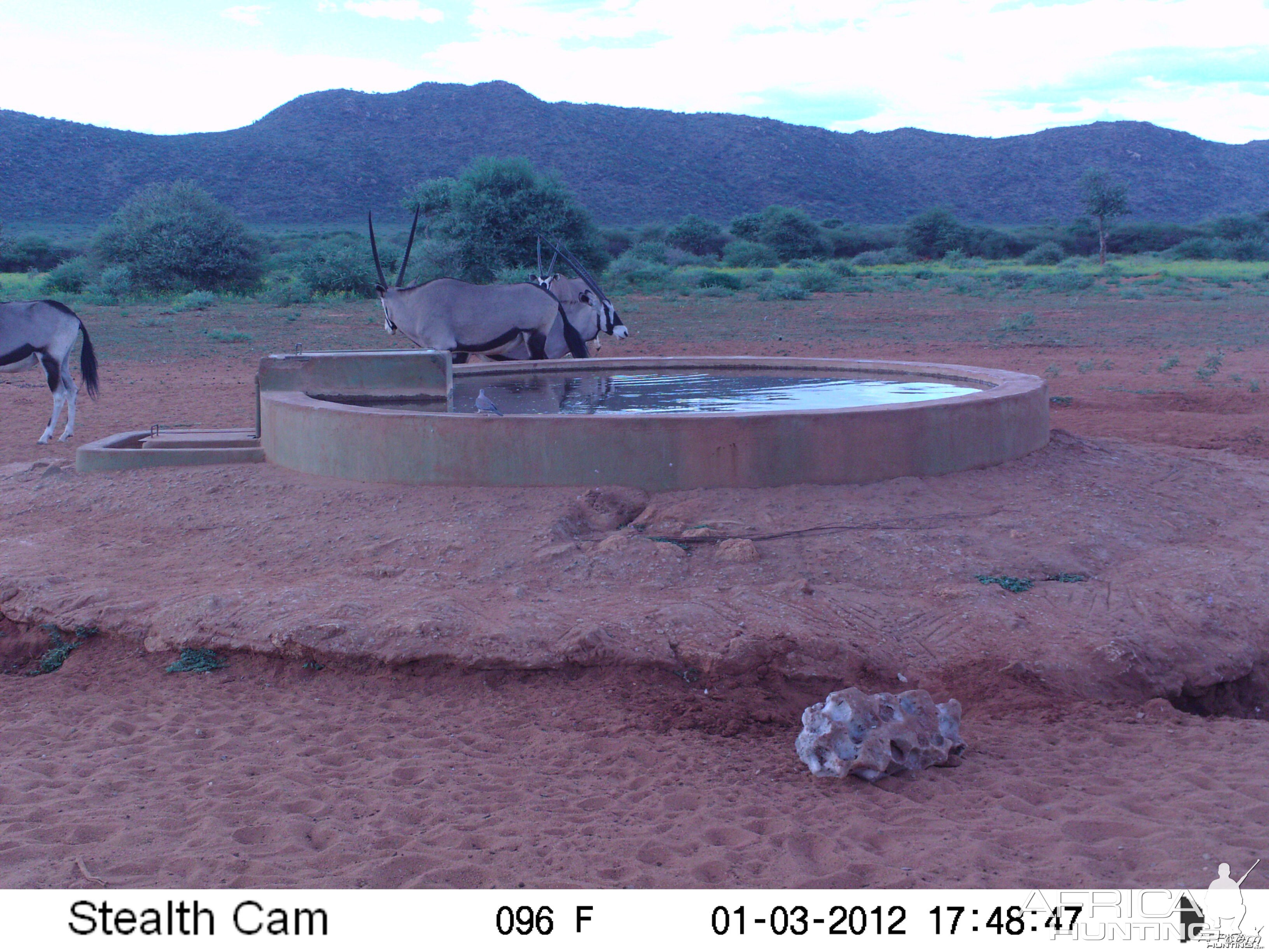 Trail Camera Namibia