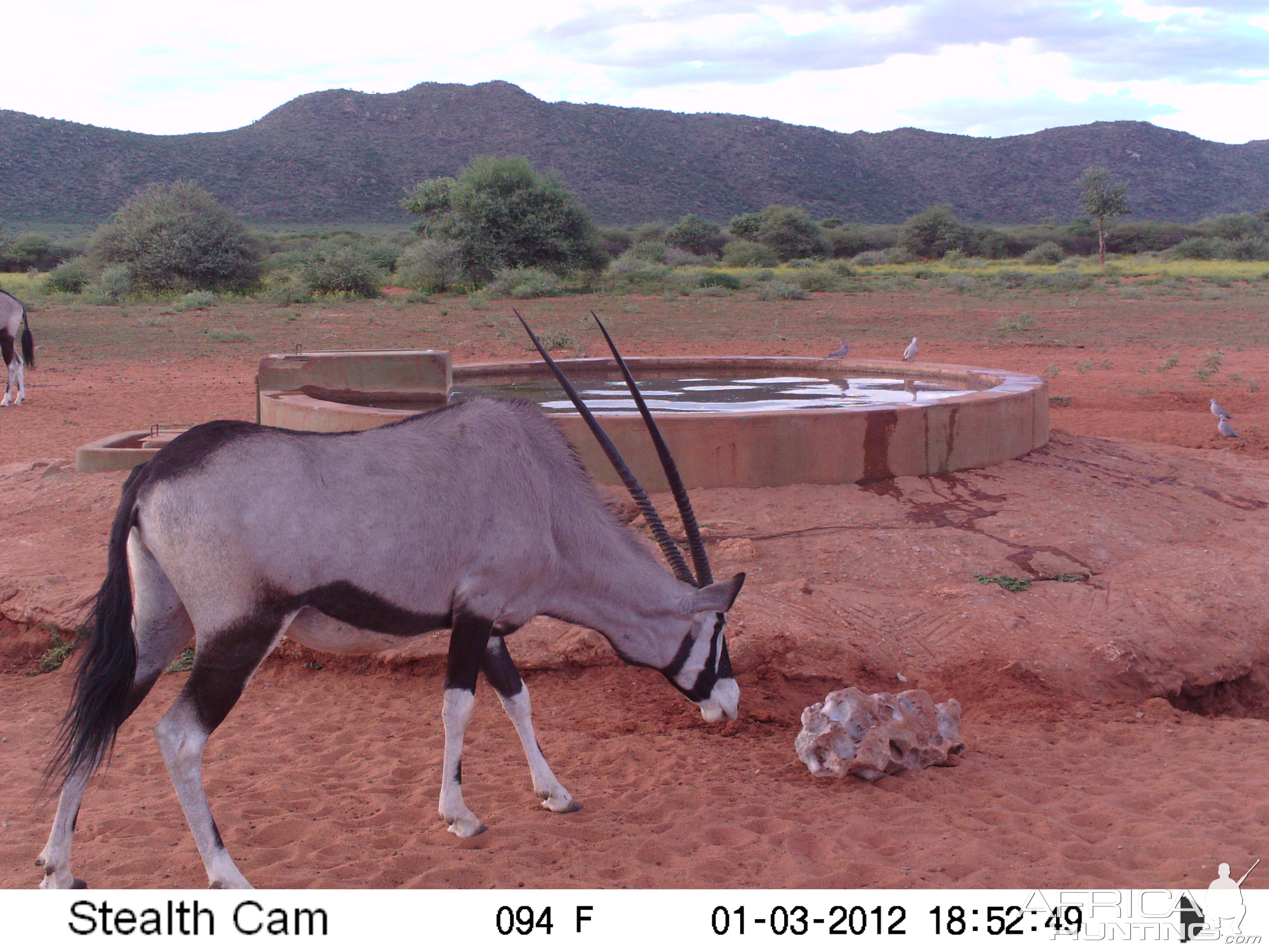 Trail Camera Namibia