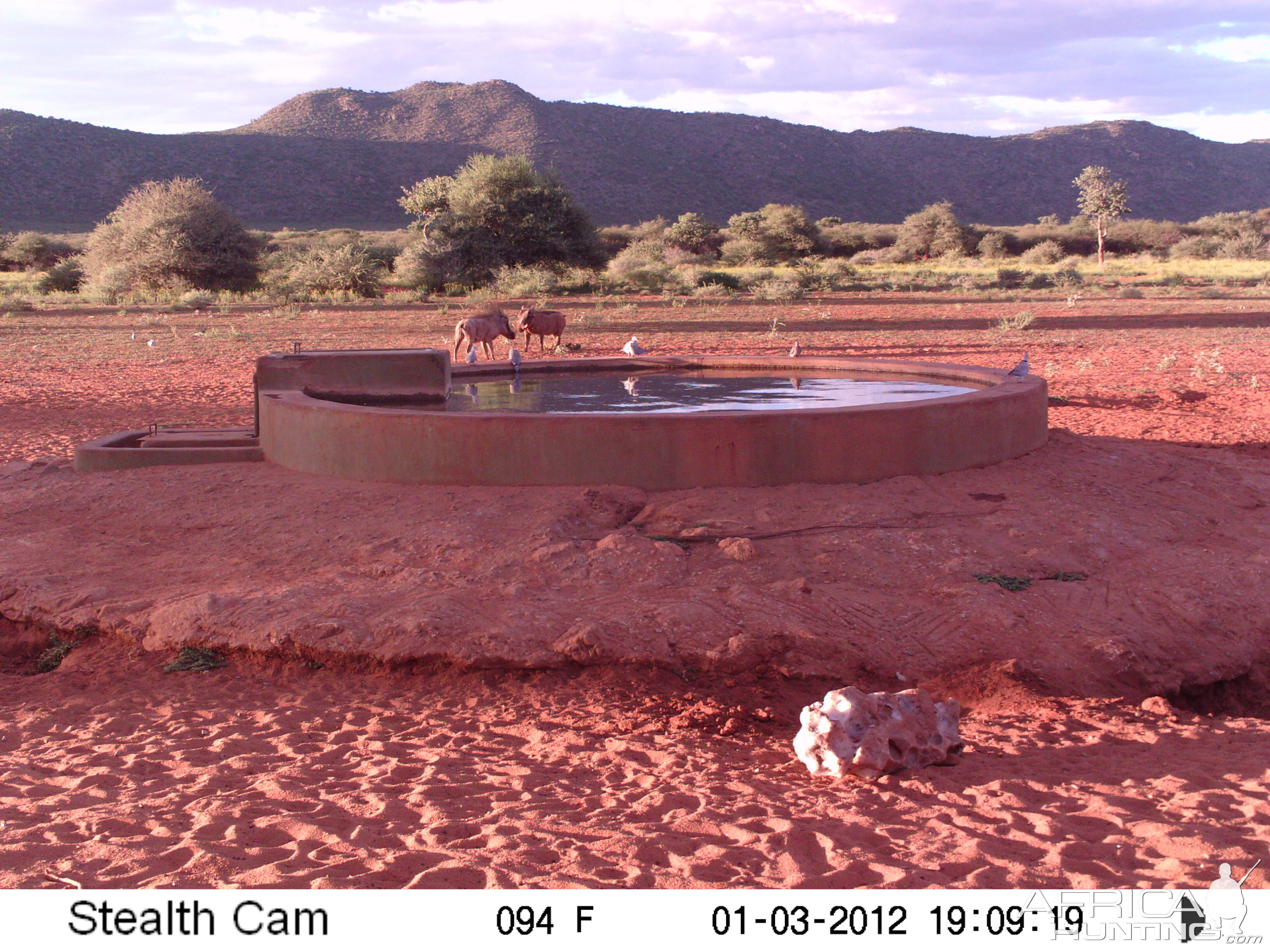 Trail Camera Namibia