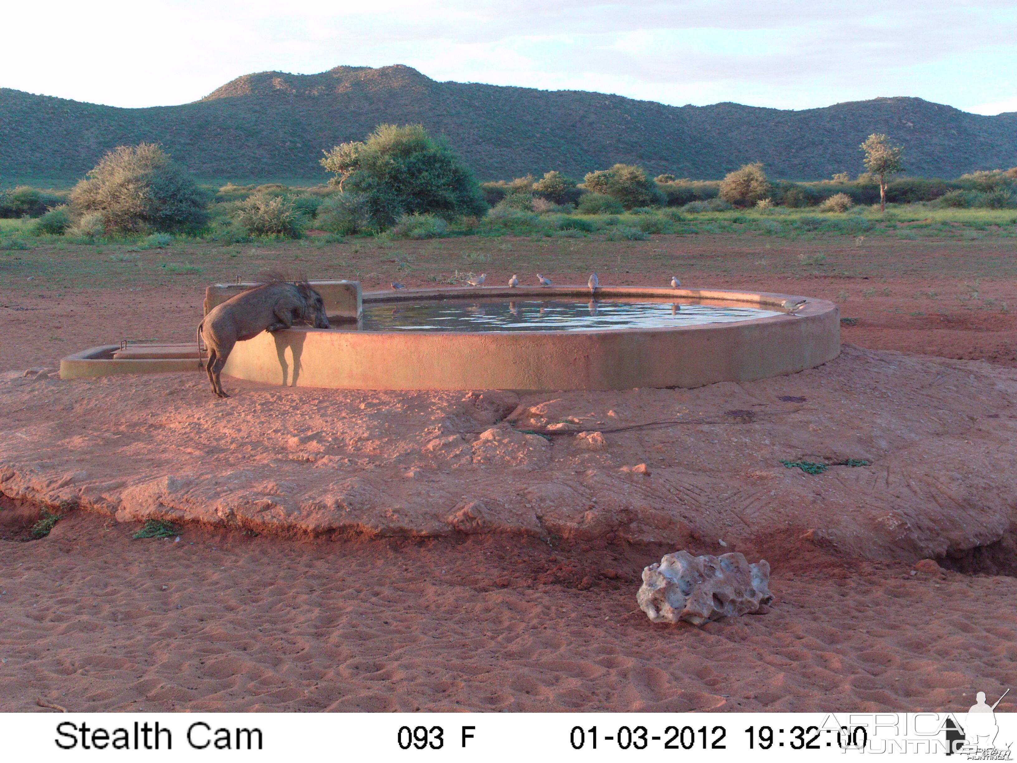 Trail Camera Namibia