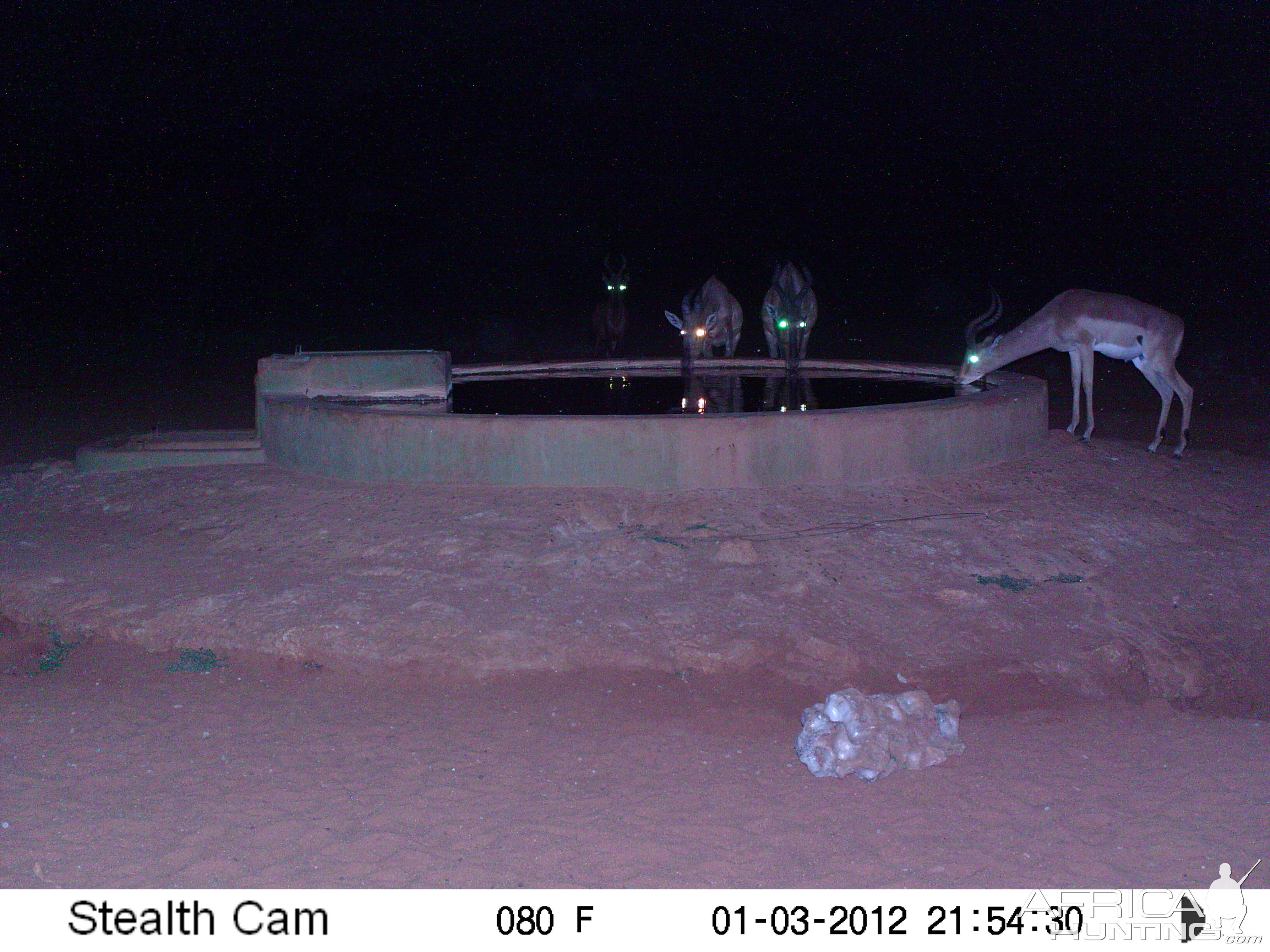 Trail Camera Namibia