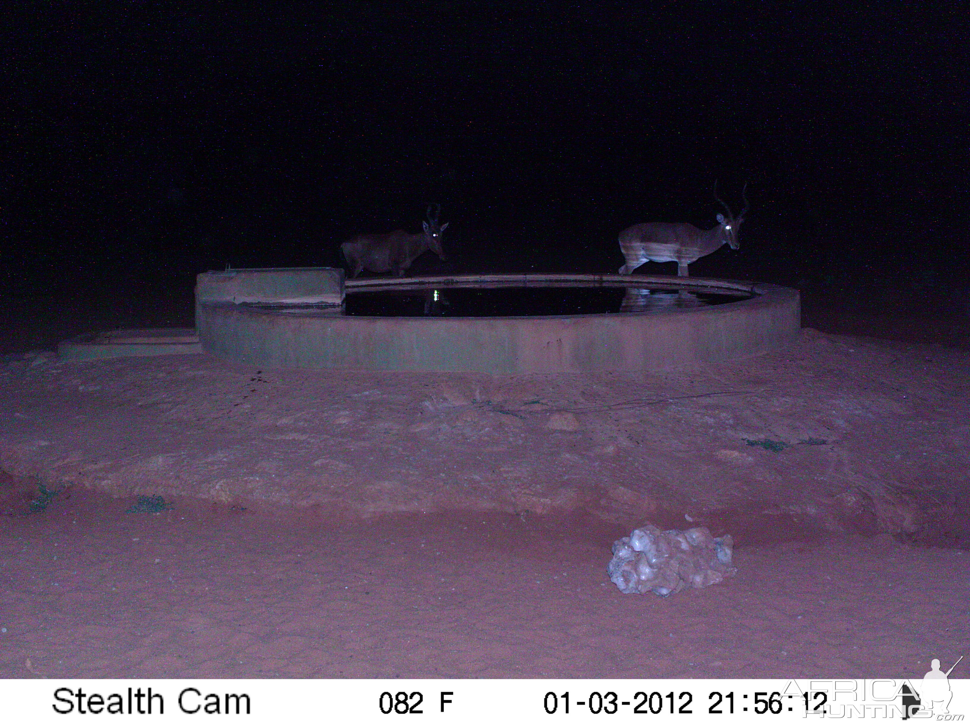 Trail Camera Namibia