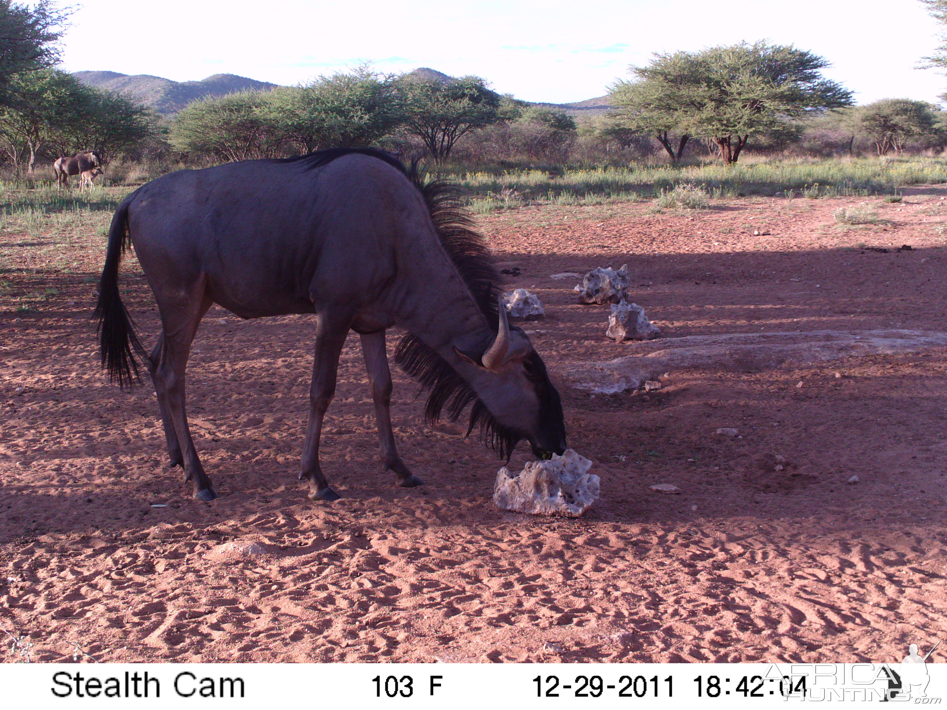 Trail Camera Namibia