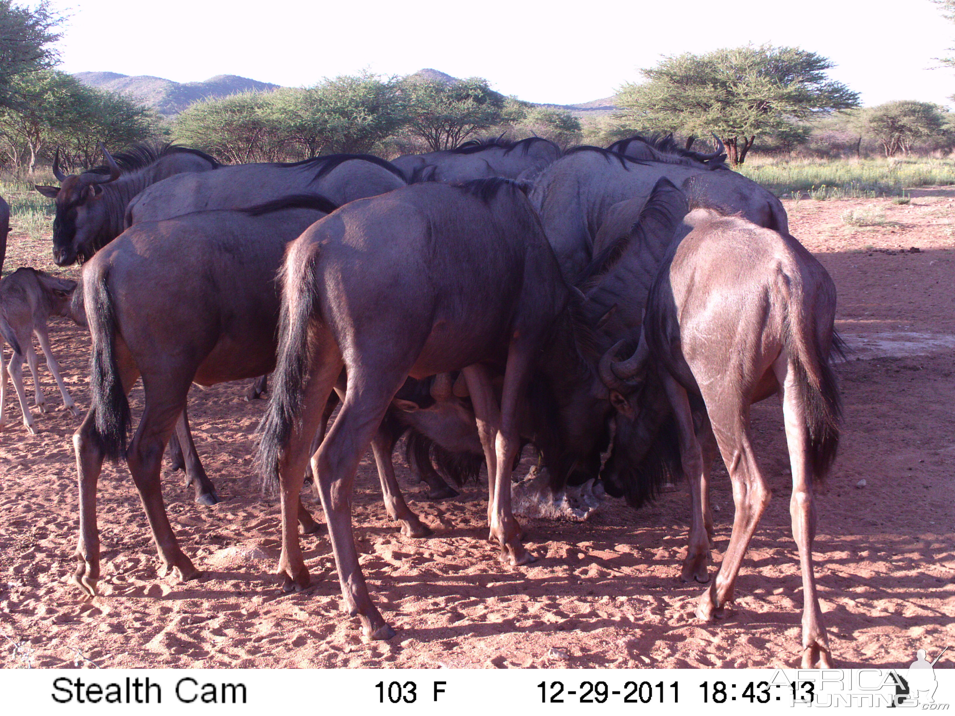 Trail Camera Namibia