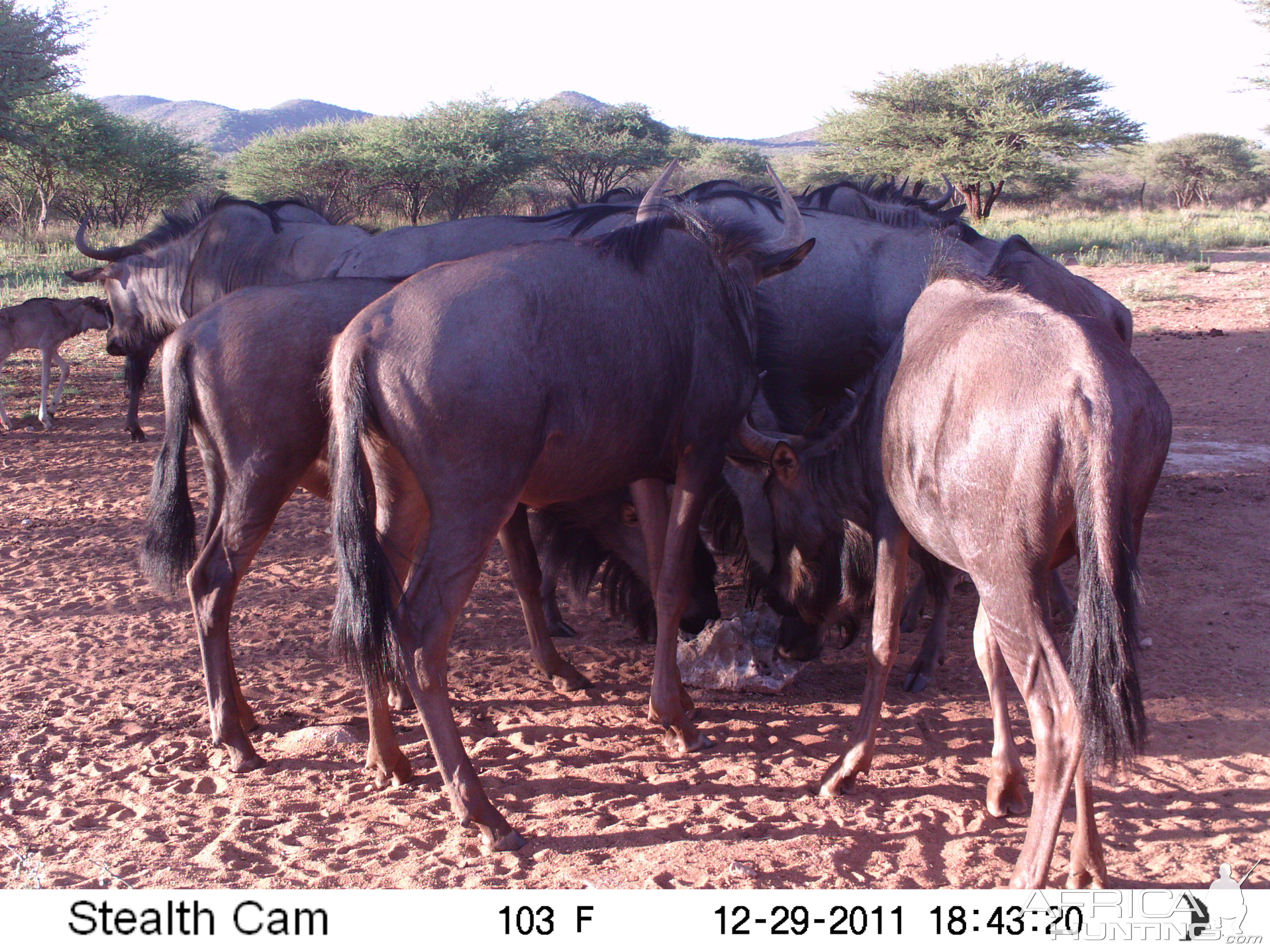 Trail Camera Namibia