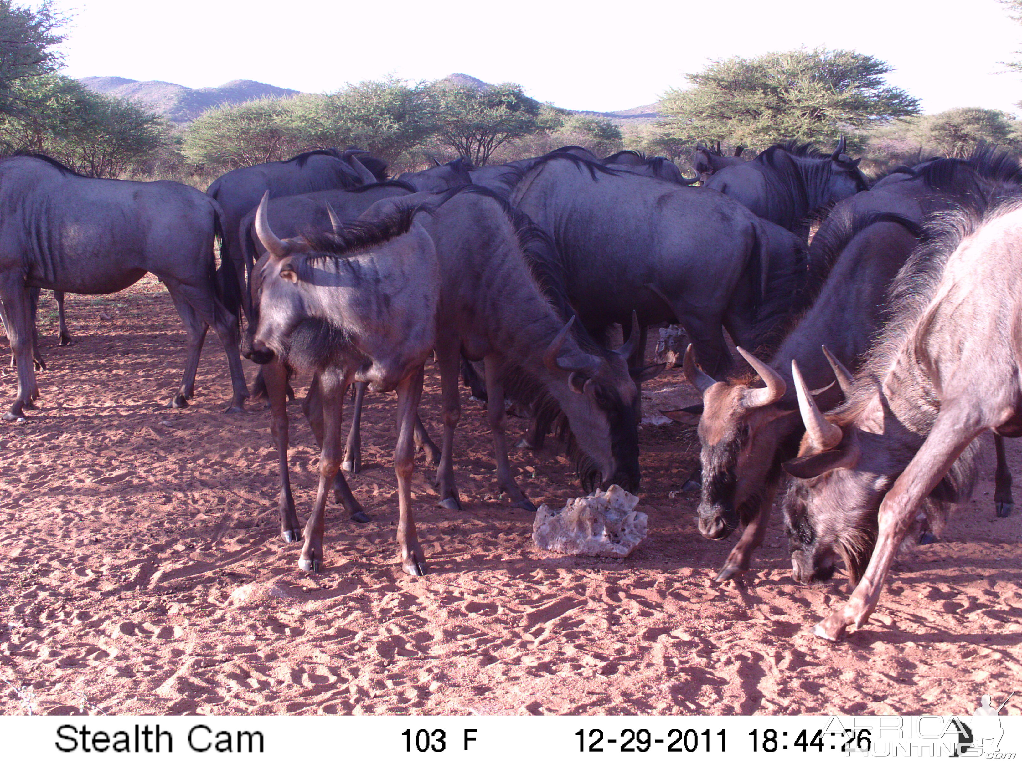 Trail Camera Namibia