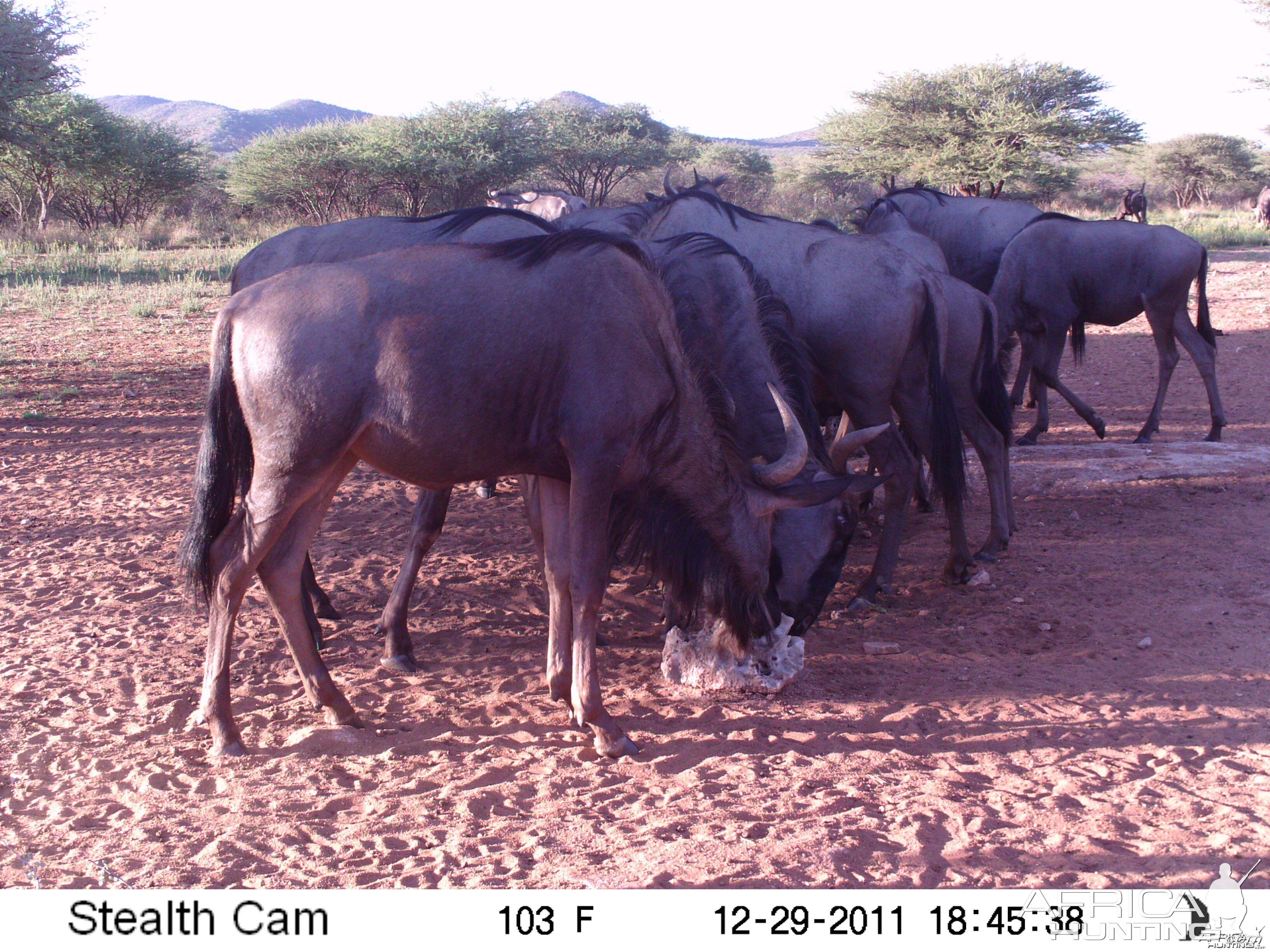 Trail Camera Namibia