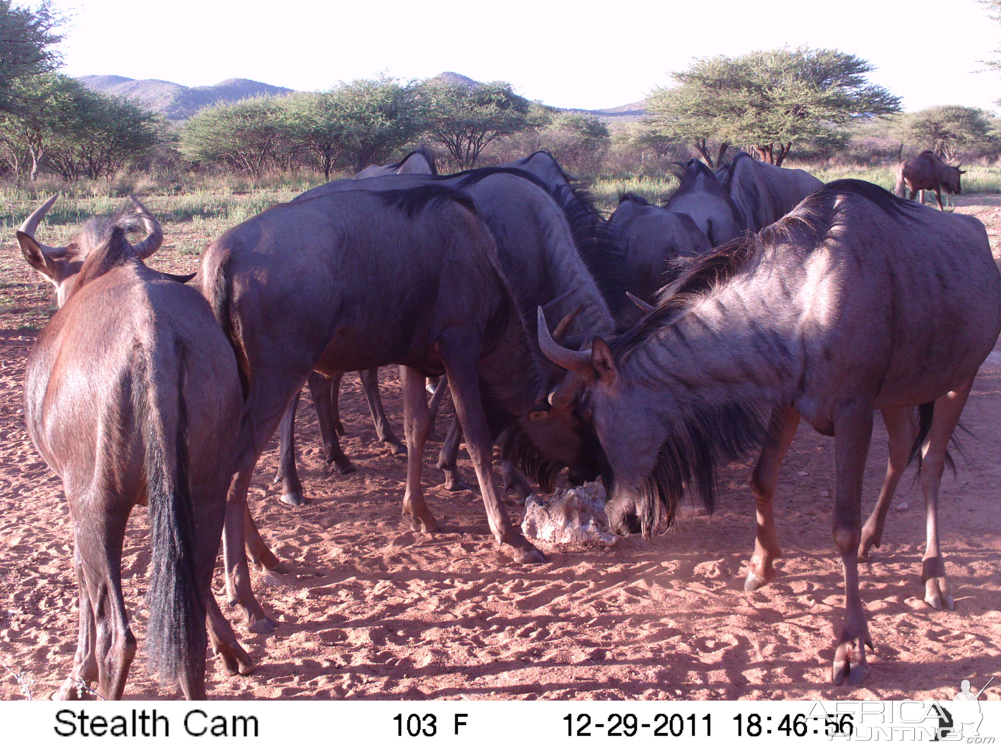 Trail Camera Namibia