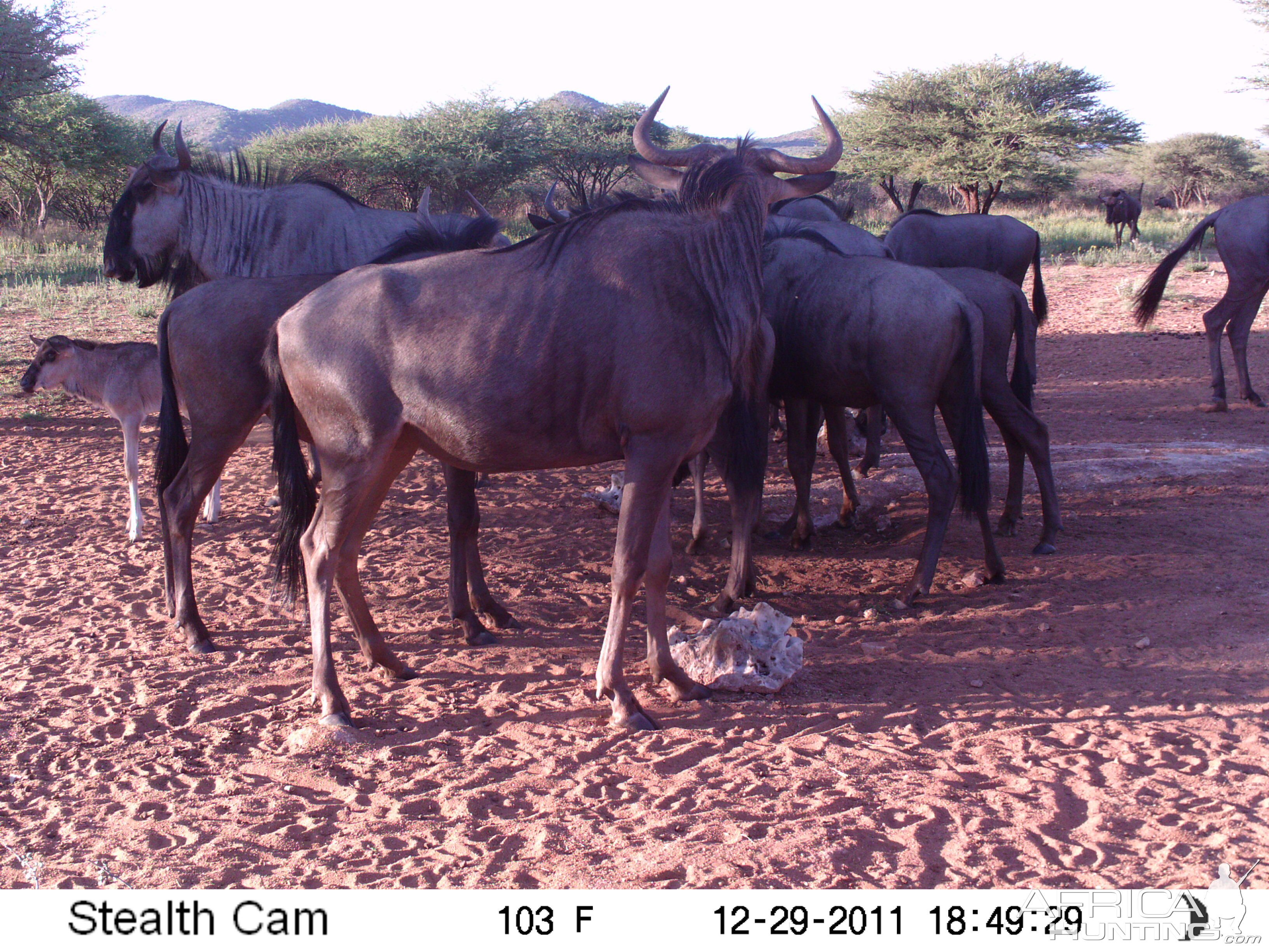 Trail Camera Namibia