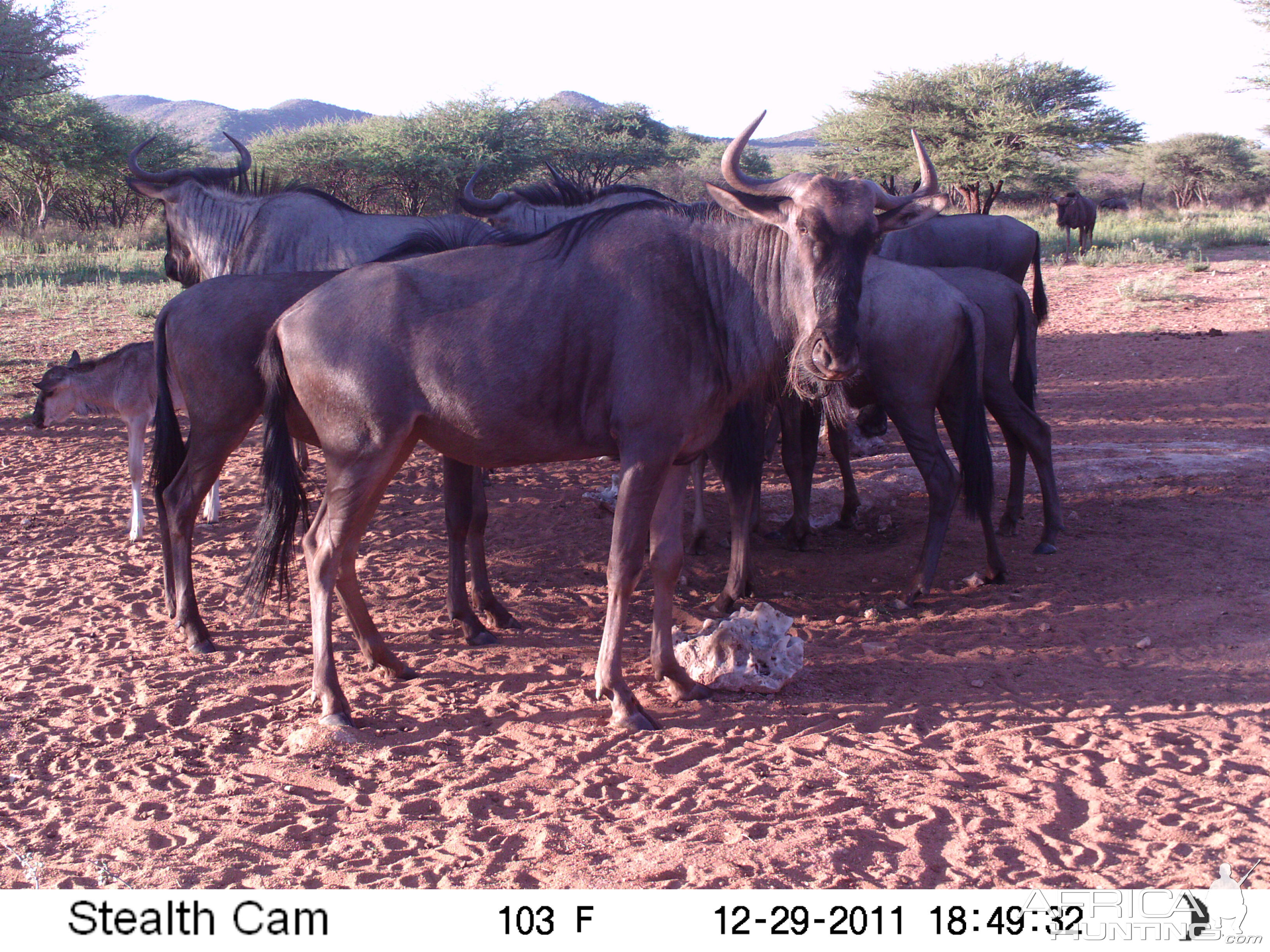 Trail Camera Namibia