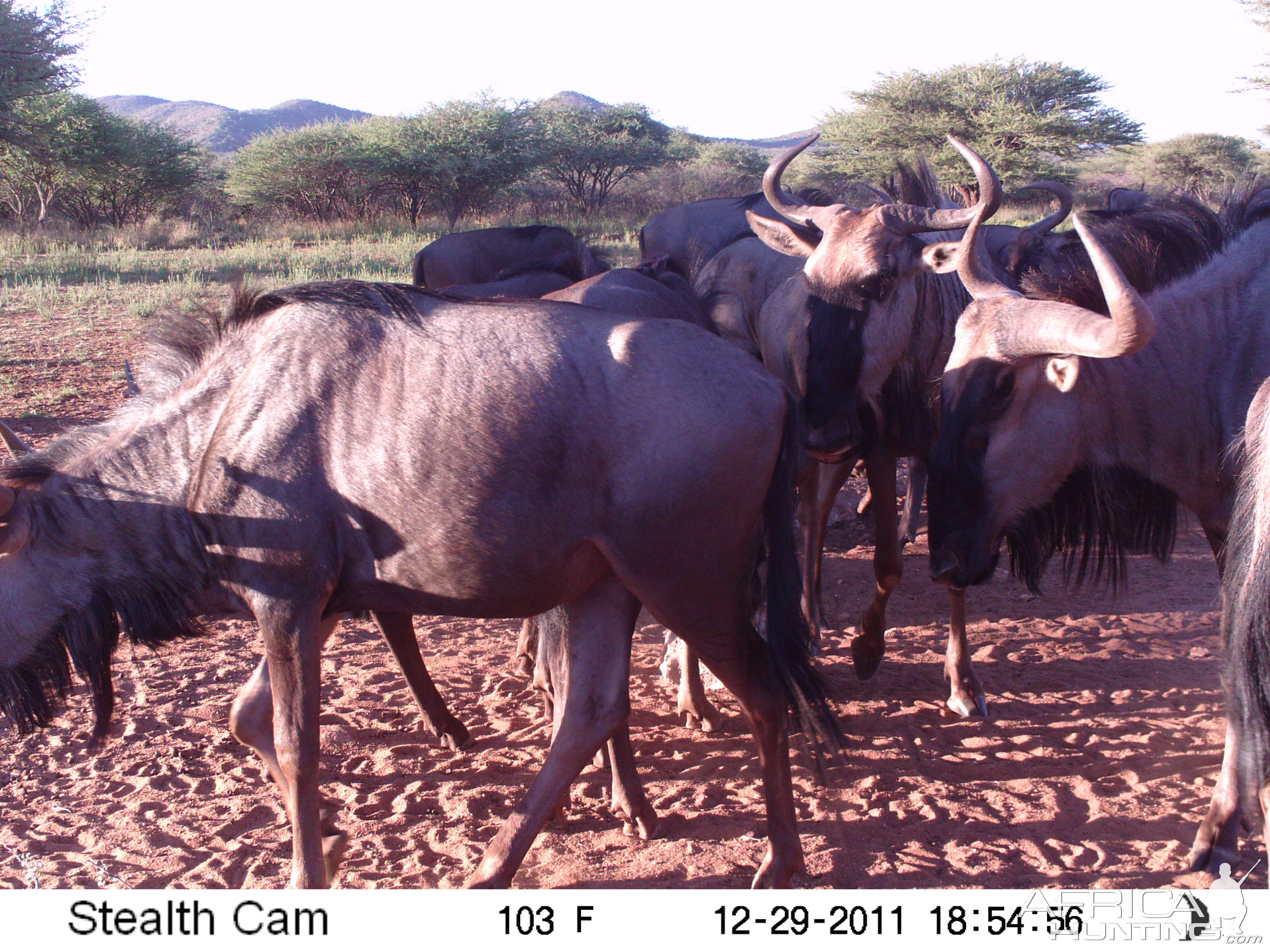 Trail Camera Namibia