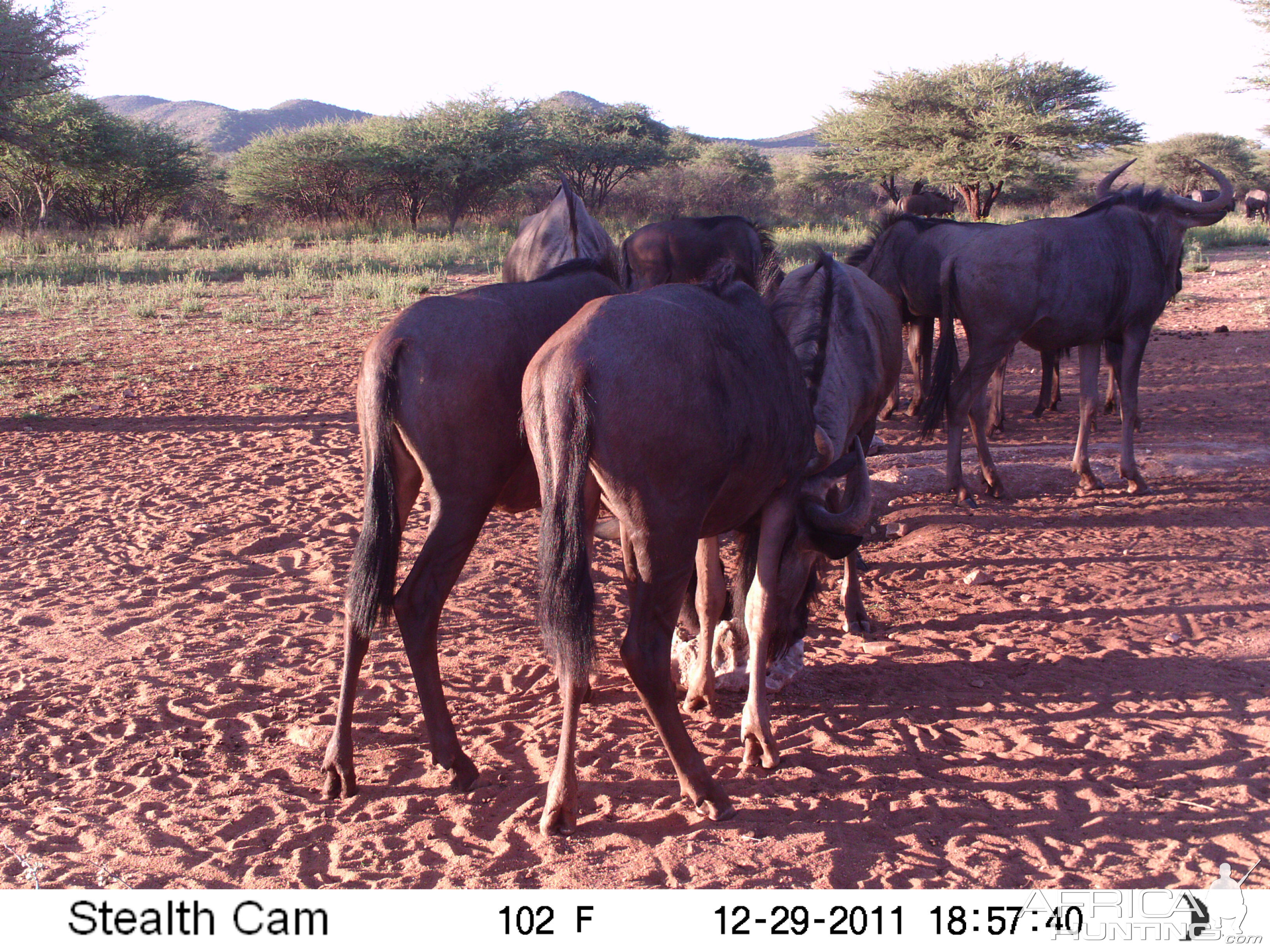 Trail Camera Namibia