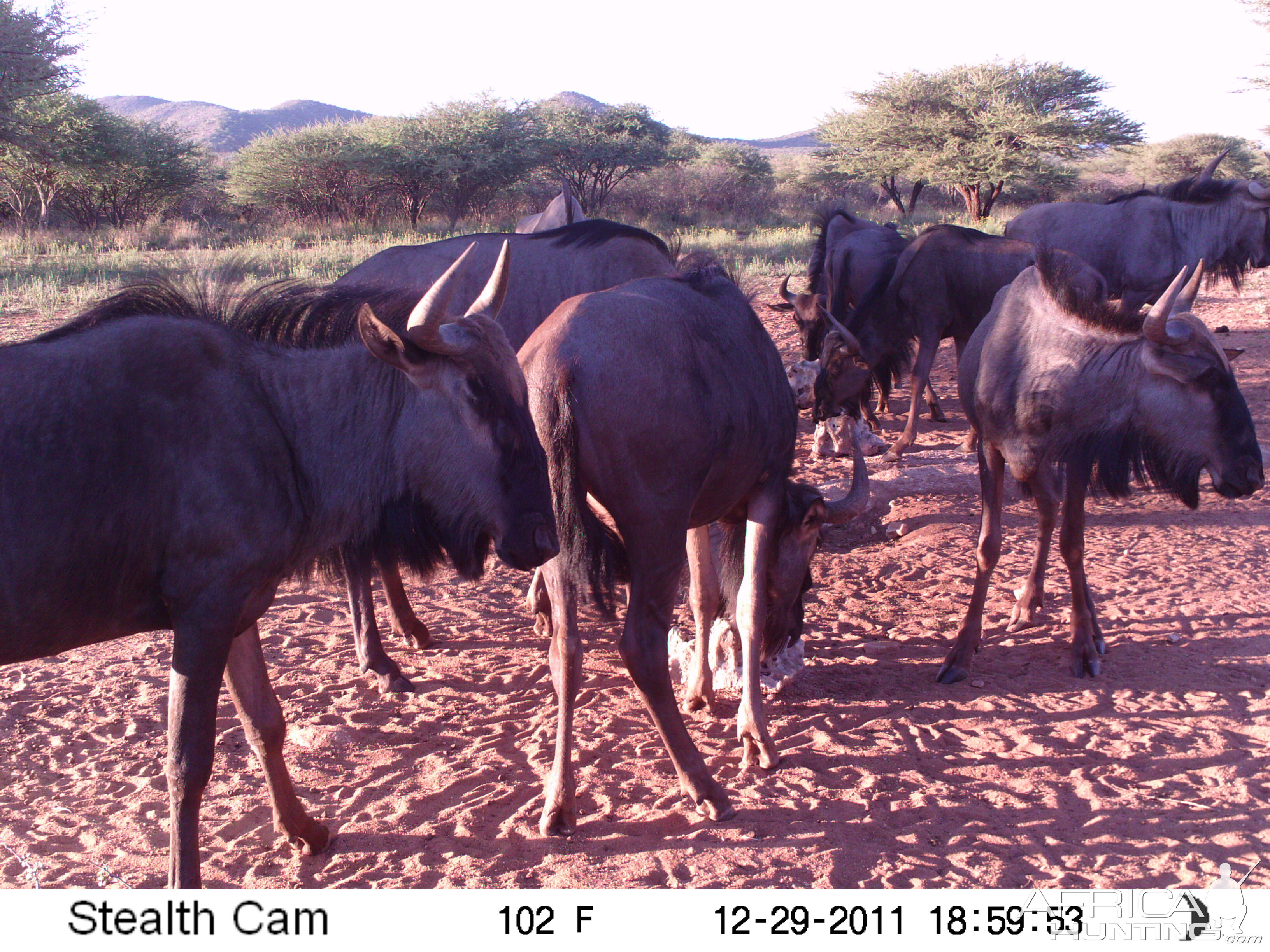 Trail Camera Namibia