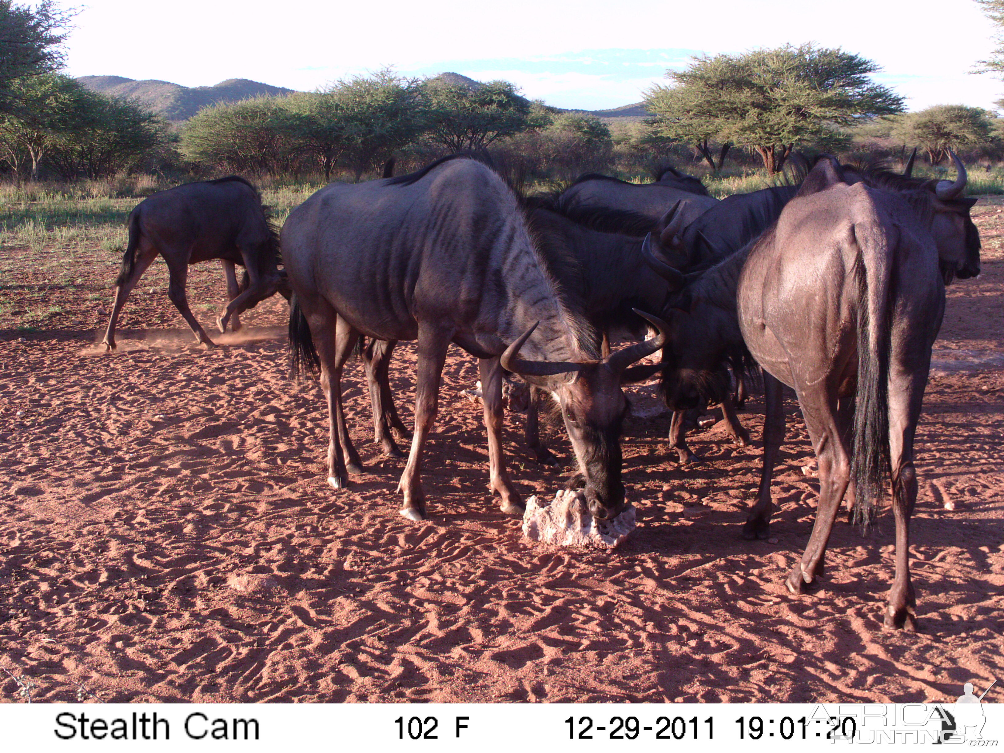 Trail Camera Namibia