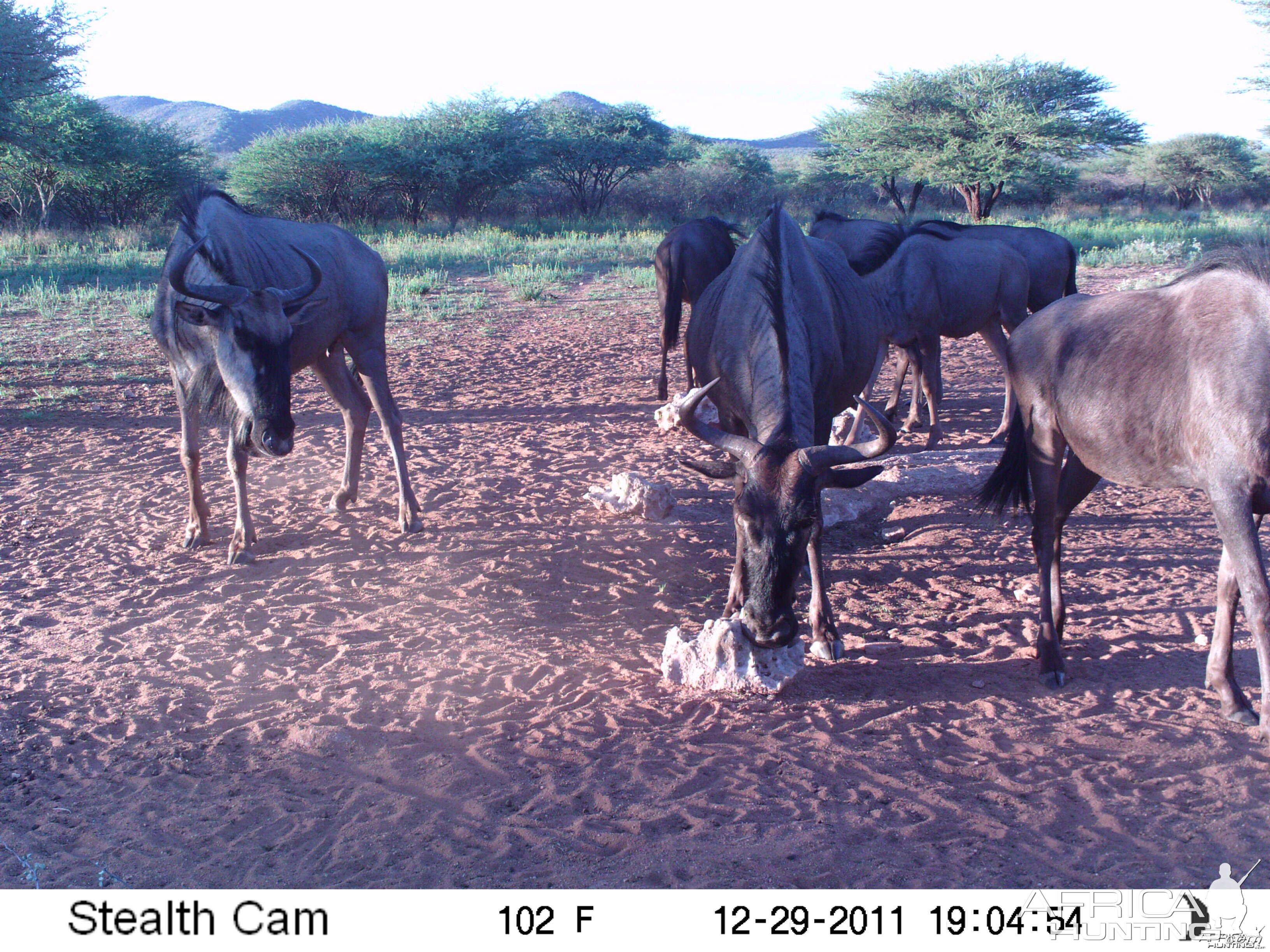 Trail Camera Namibia