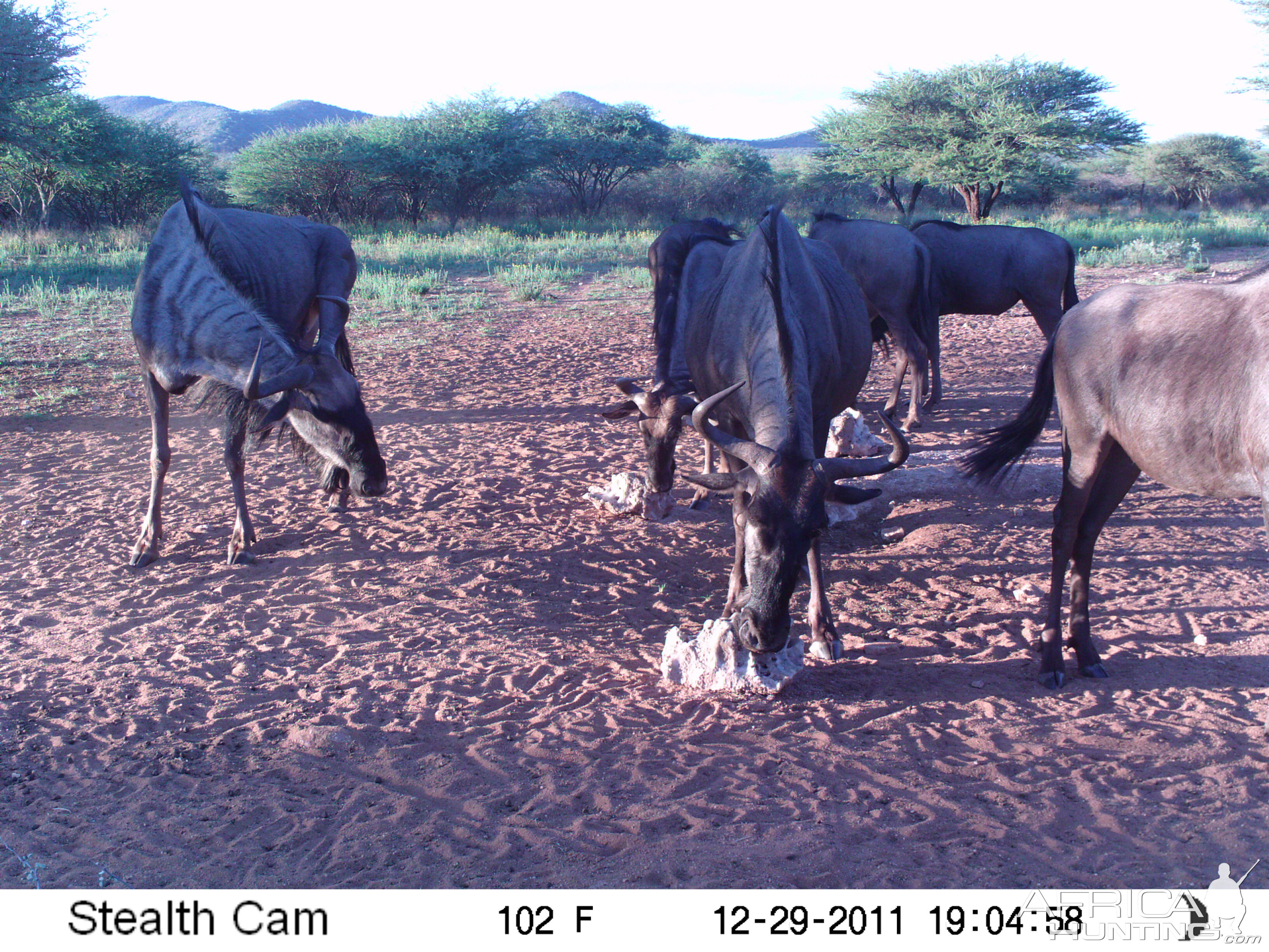 Trail Camera Namibia