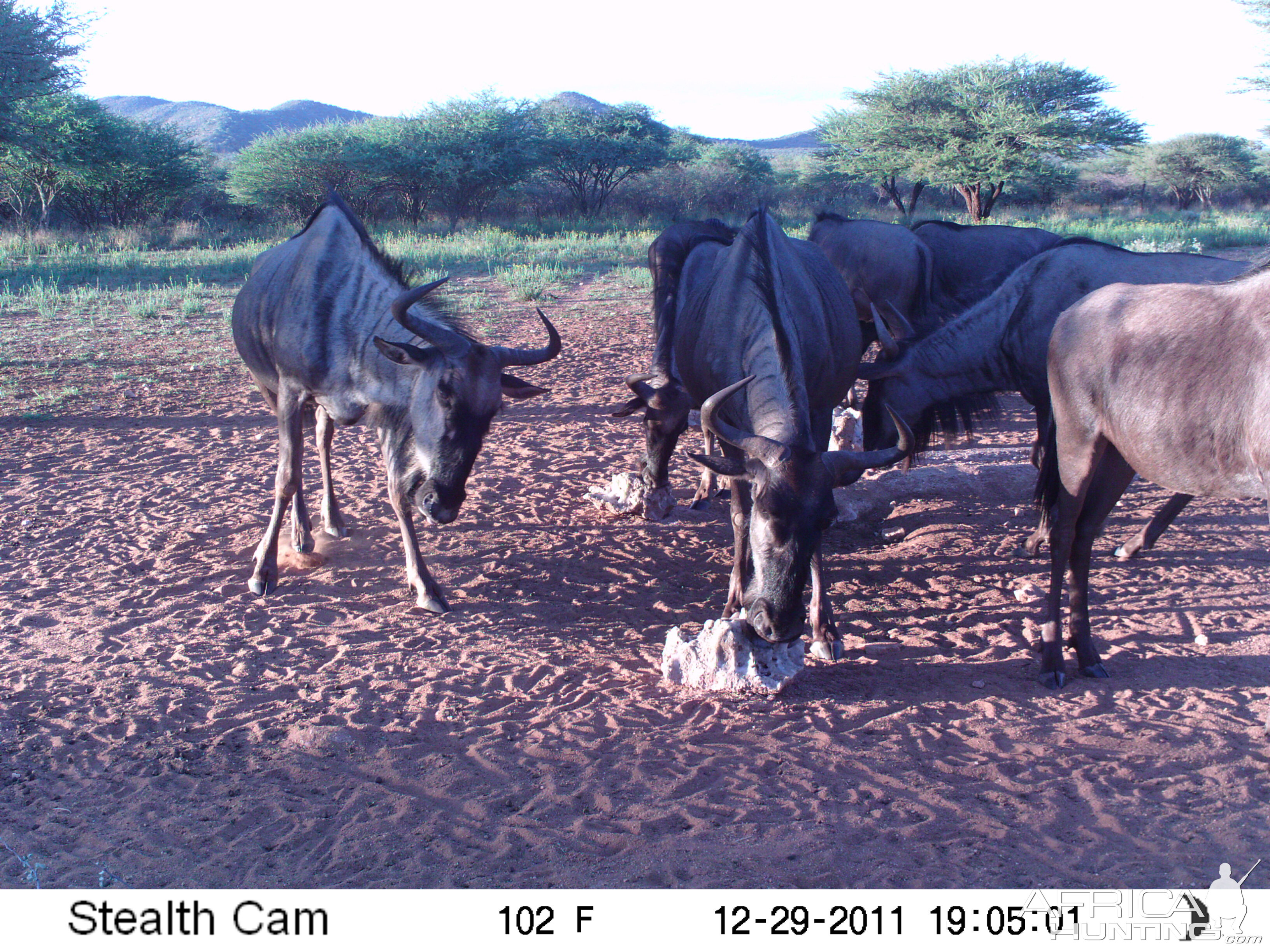 Trail Camera Namibia