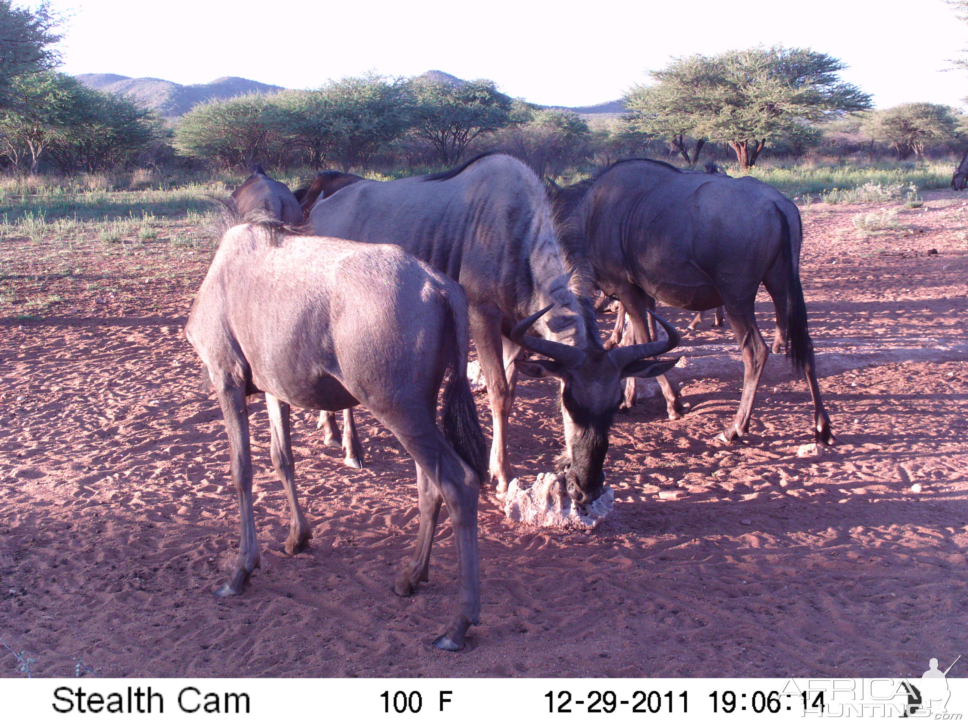 Trail Camera Namibia