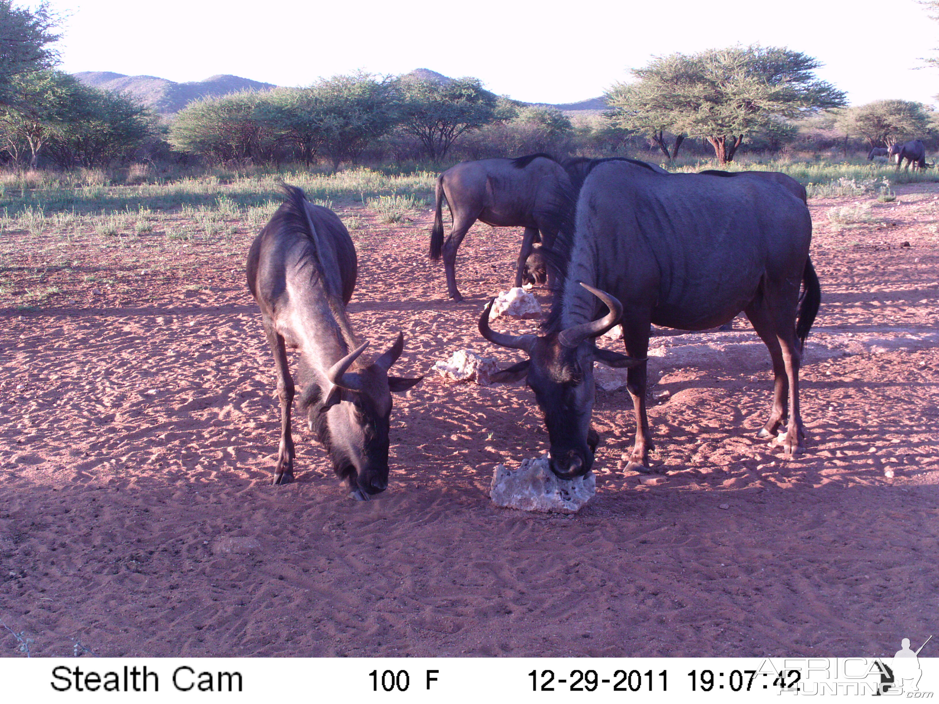 Trail Camera Namibia