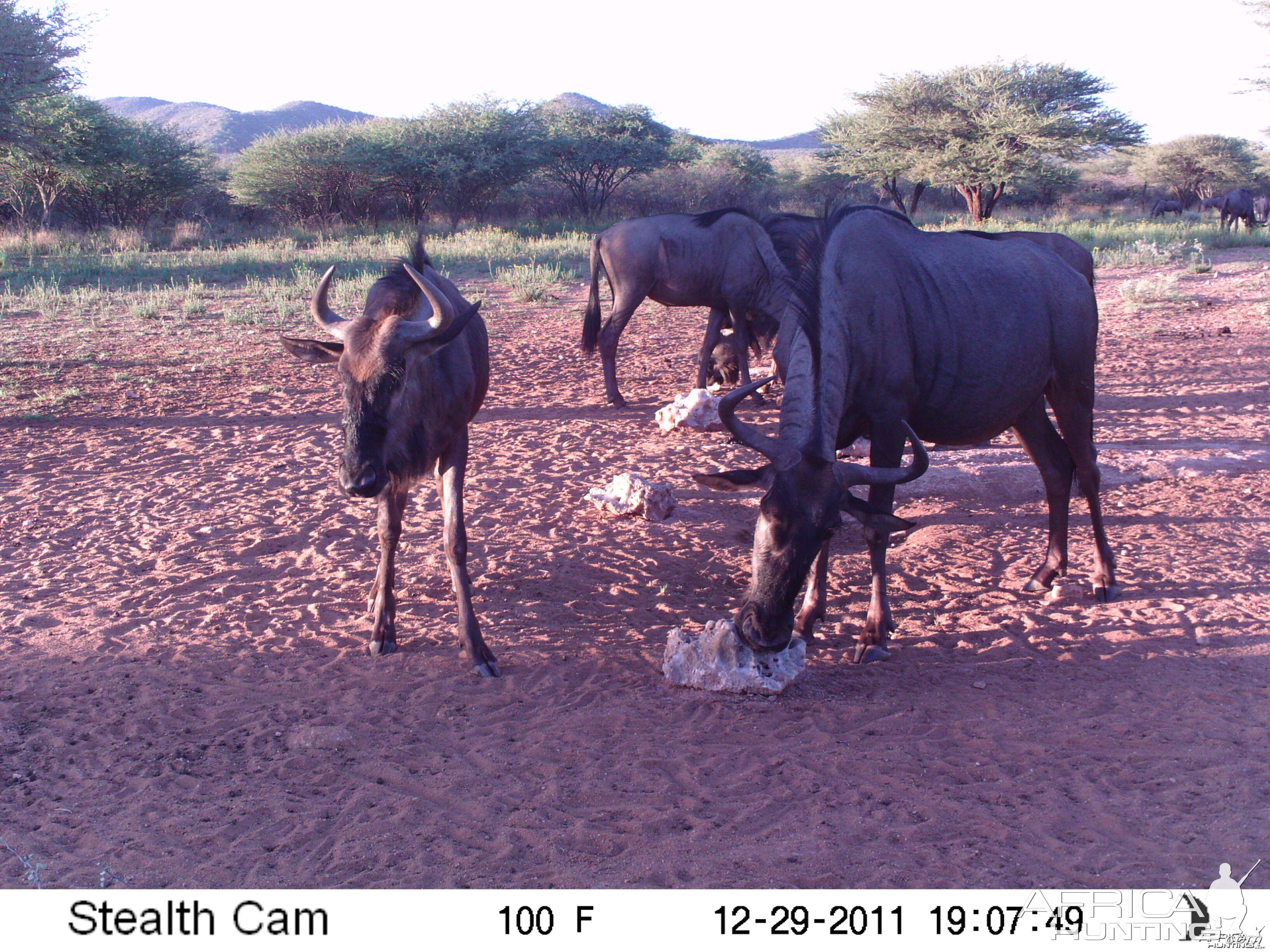 Trail Camera Namibia