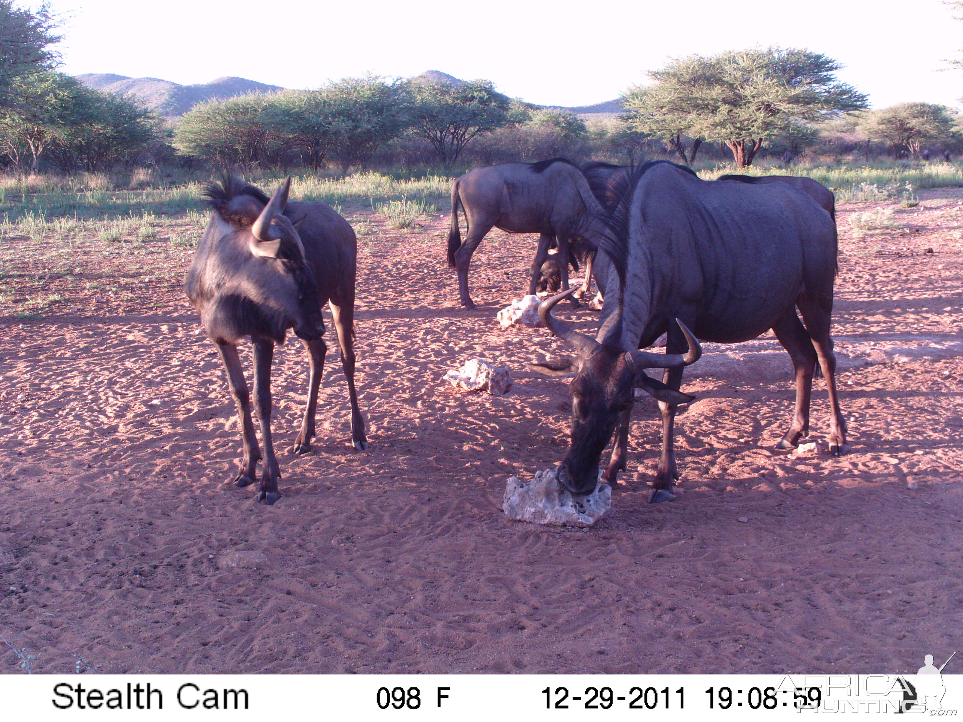 Trail Camera Namibia