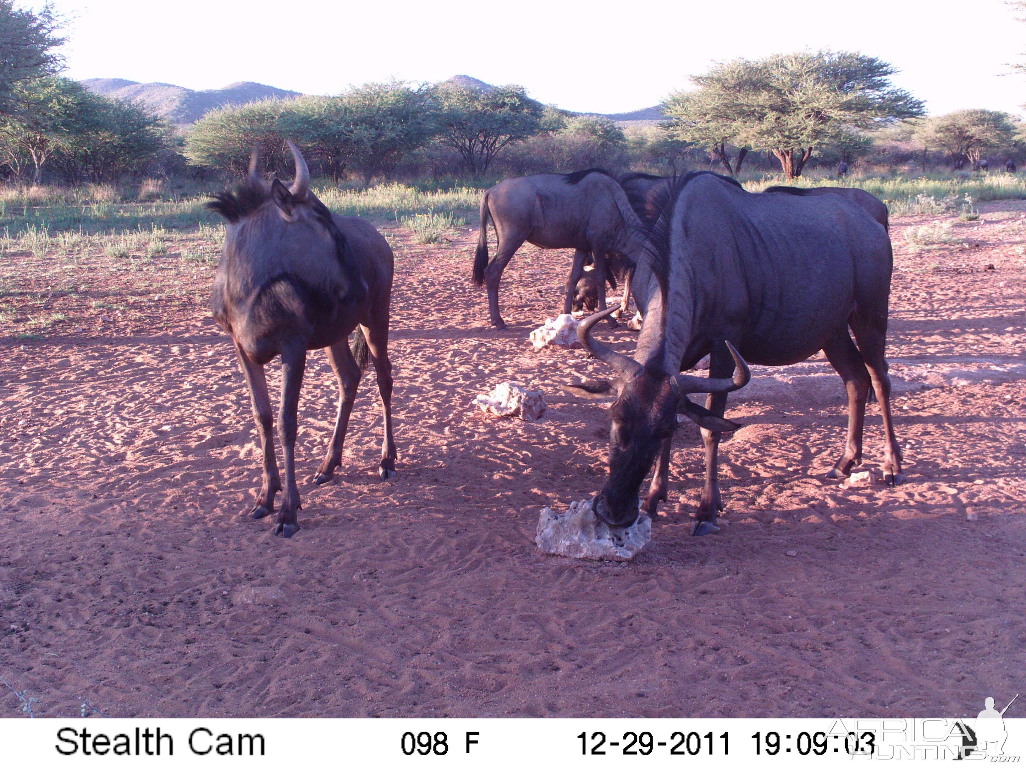 Trail Camera Namibia