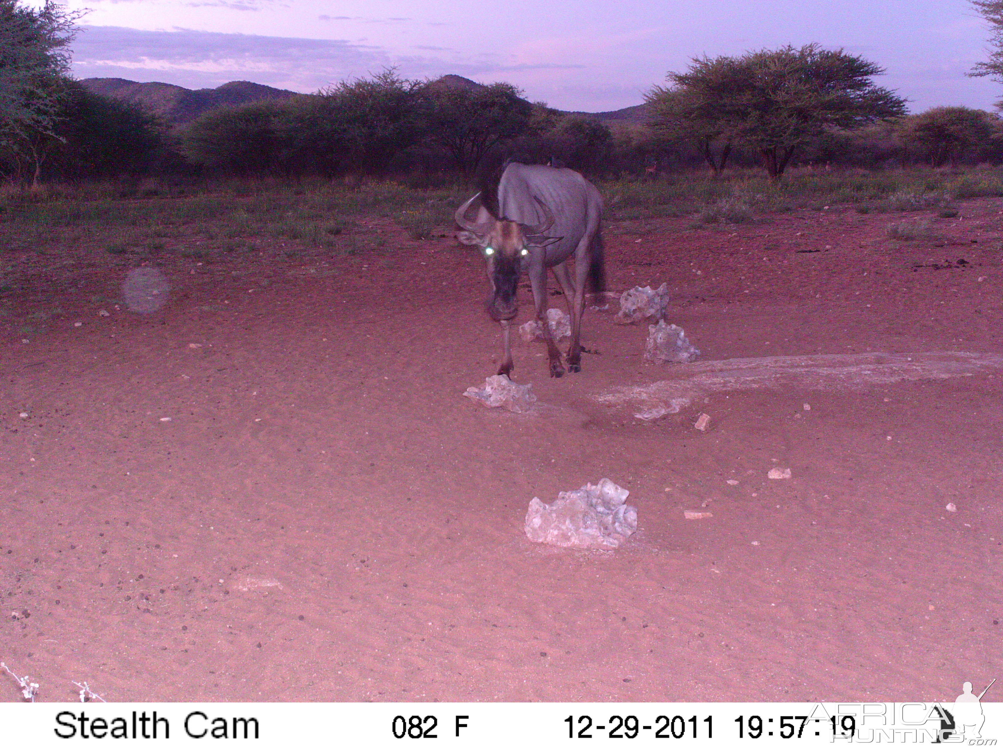 Trail Camera Namibia