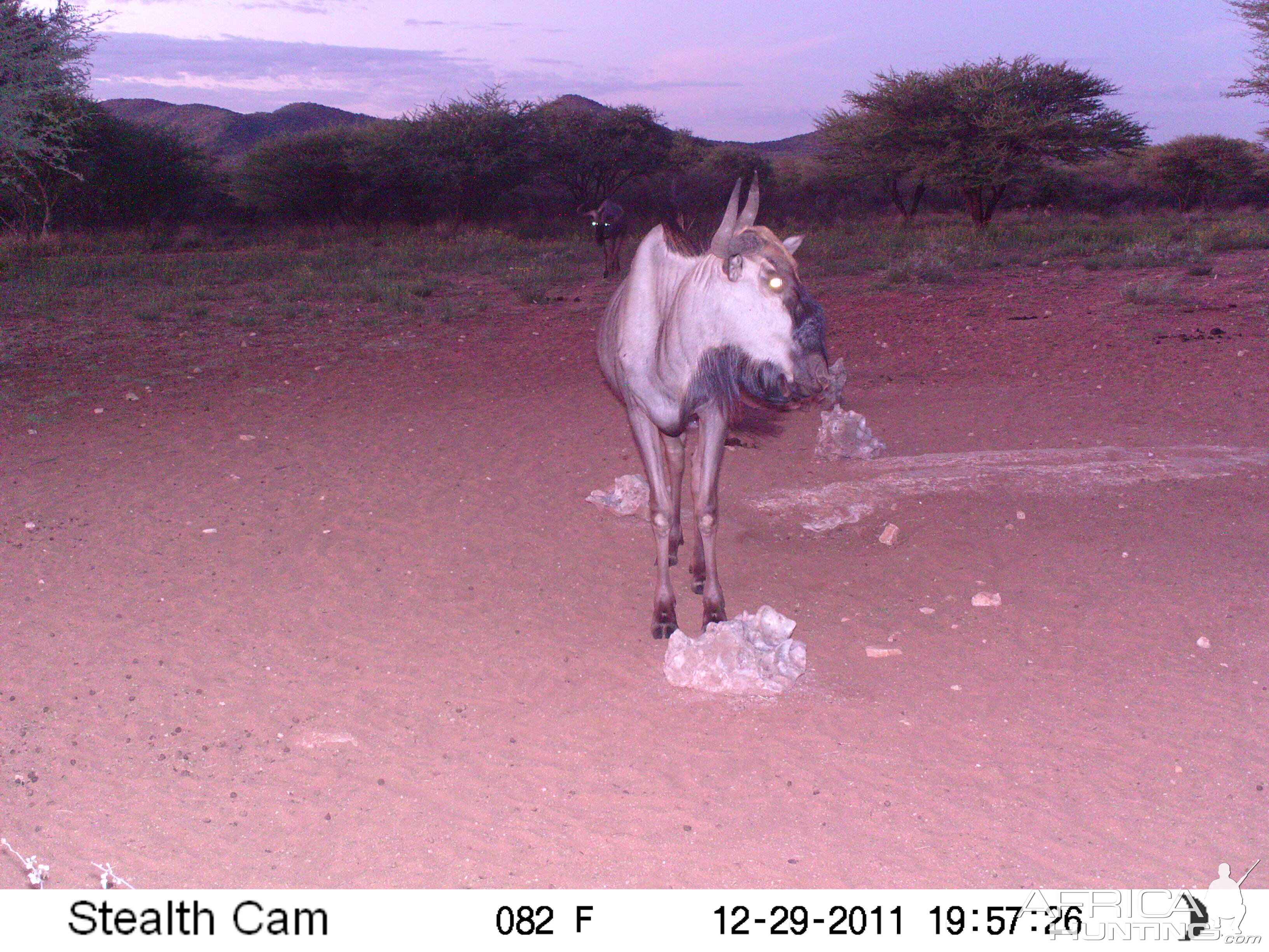 Trail Camera Namibia