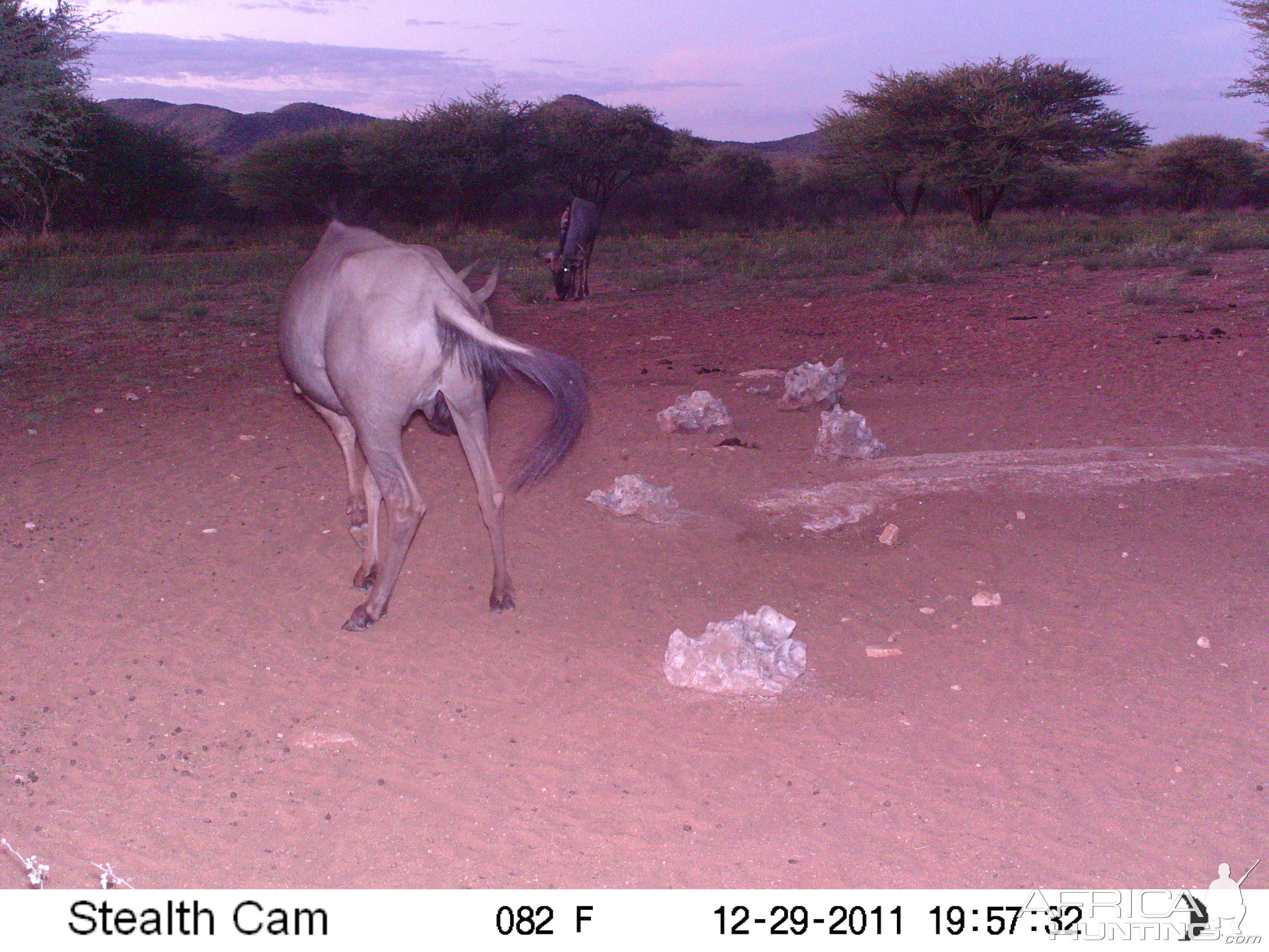 Trail Camera Namibia