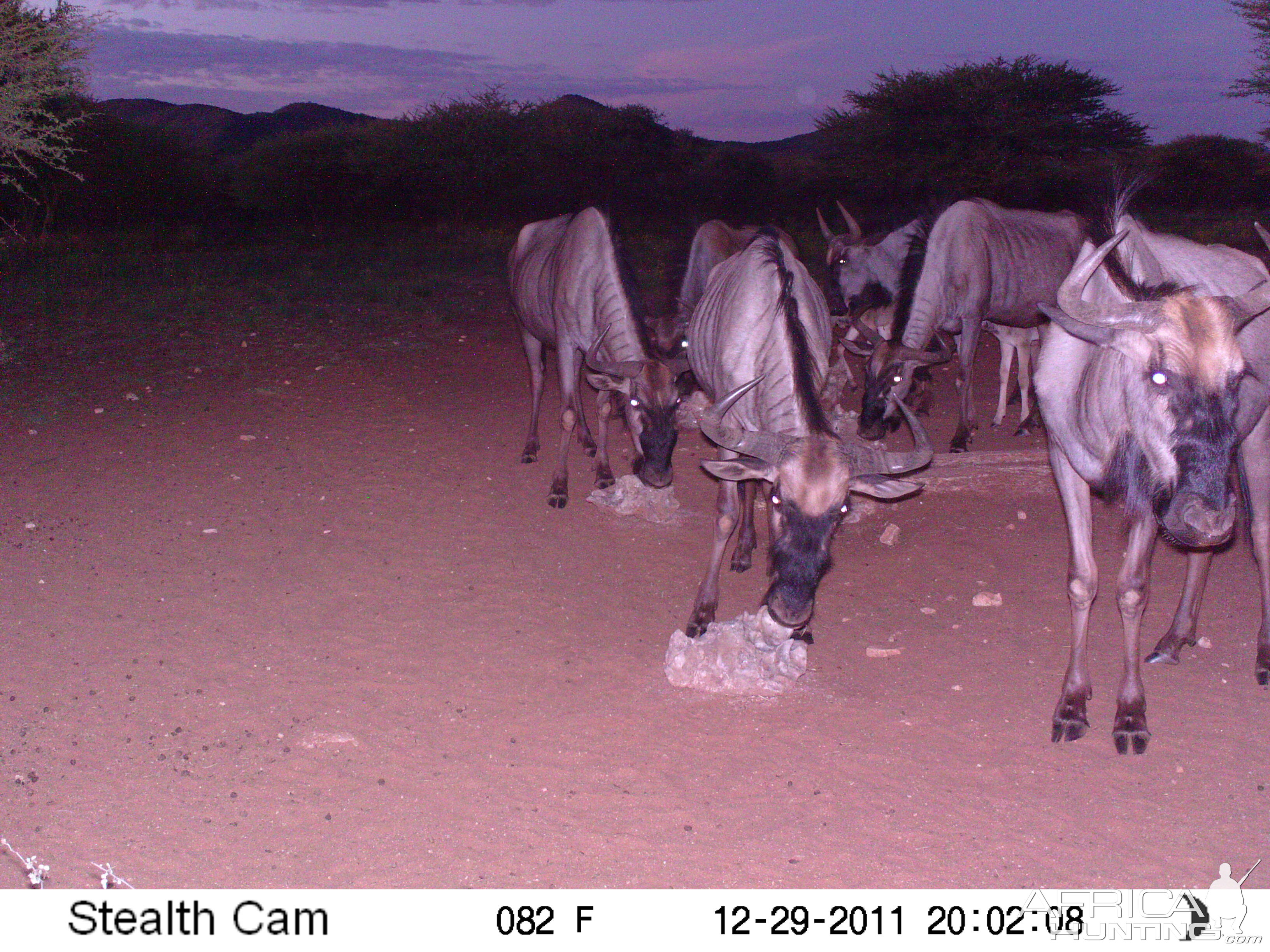 Trail Camera Namibia