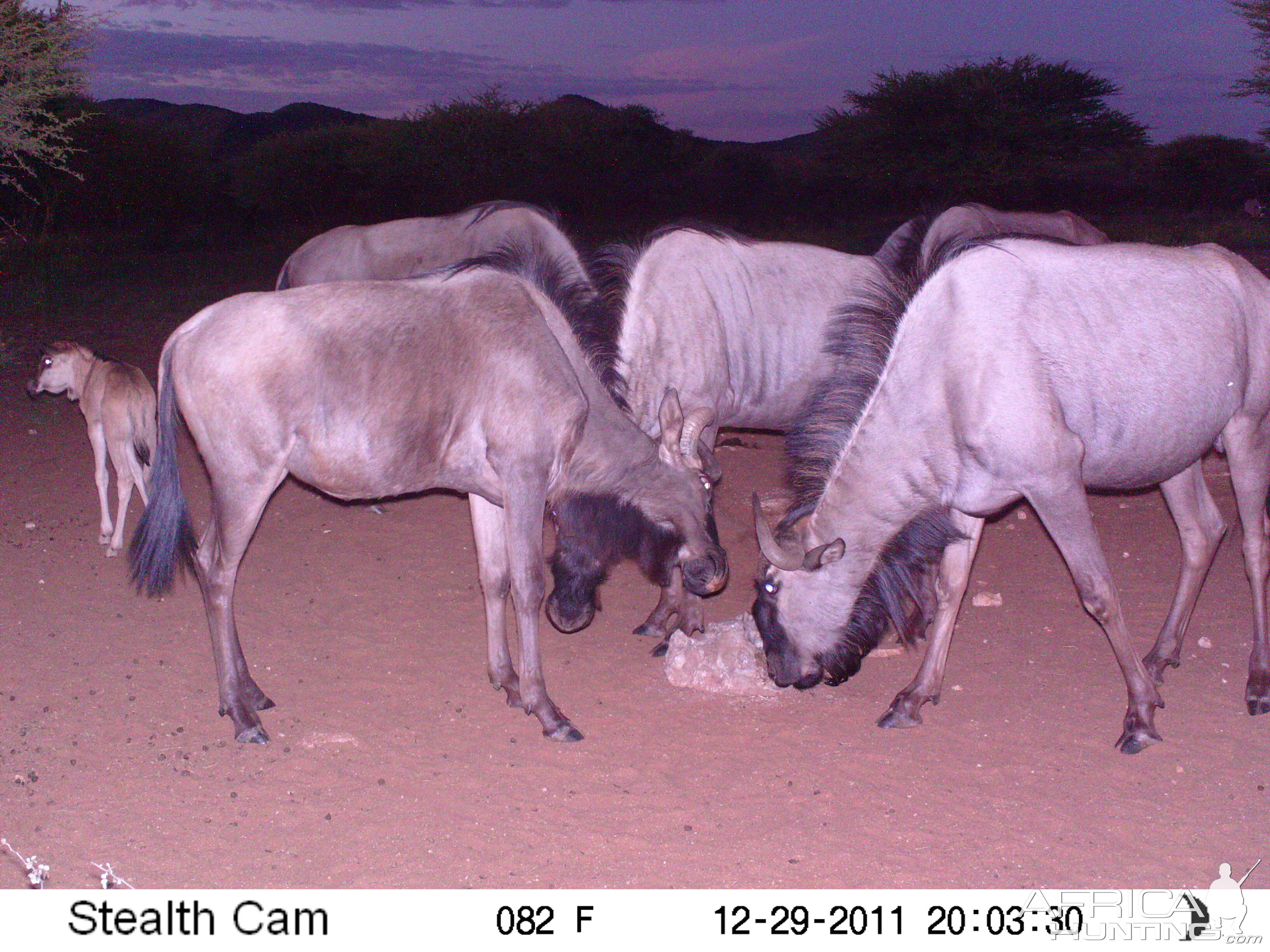 Trail Camera Namibia