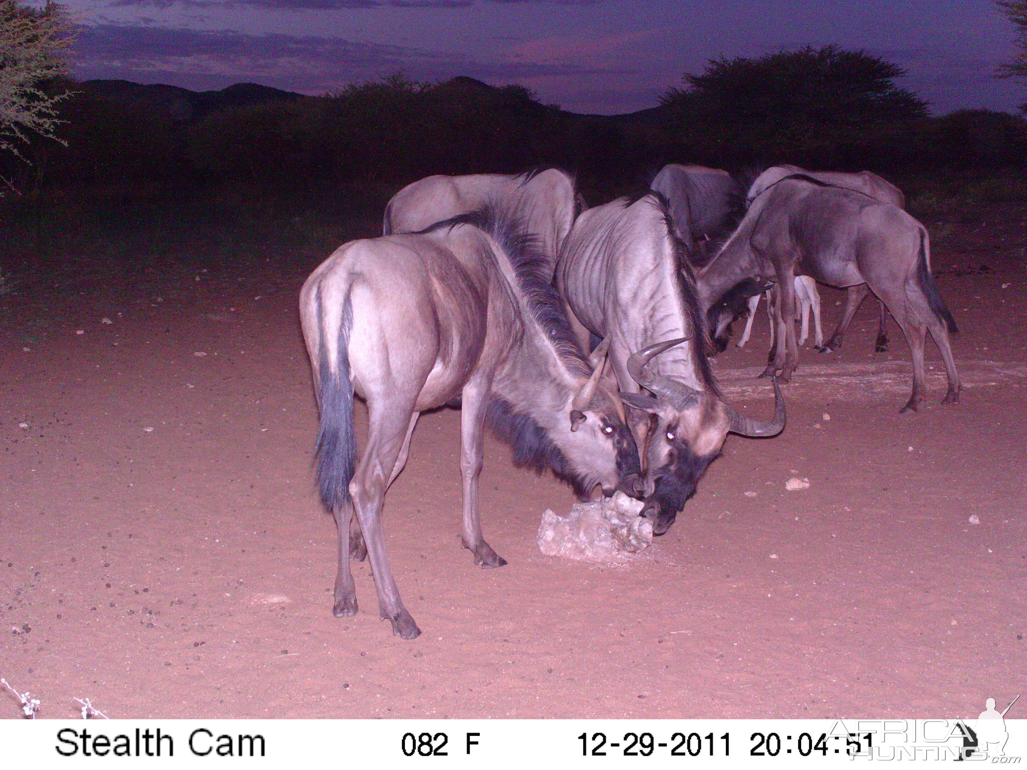 Trail Camera Namibia