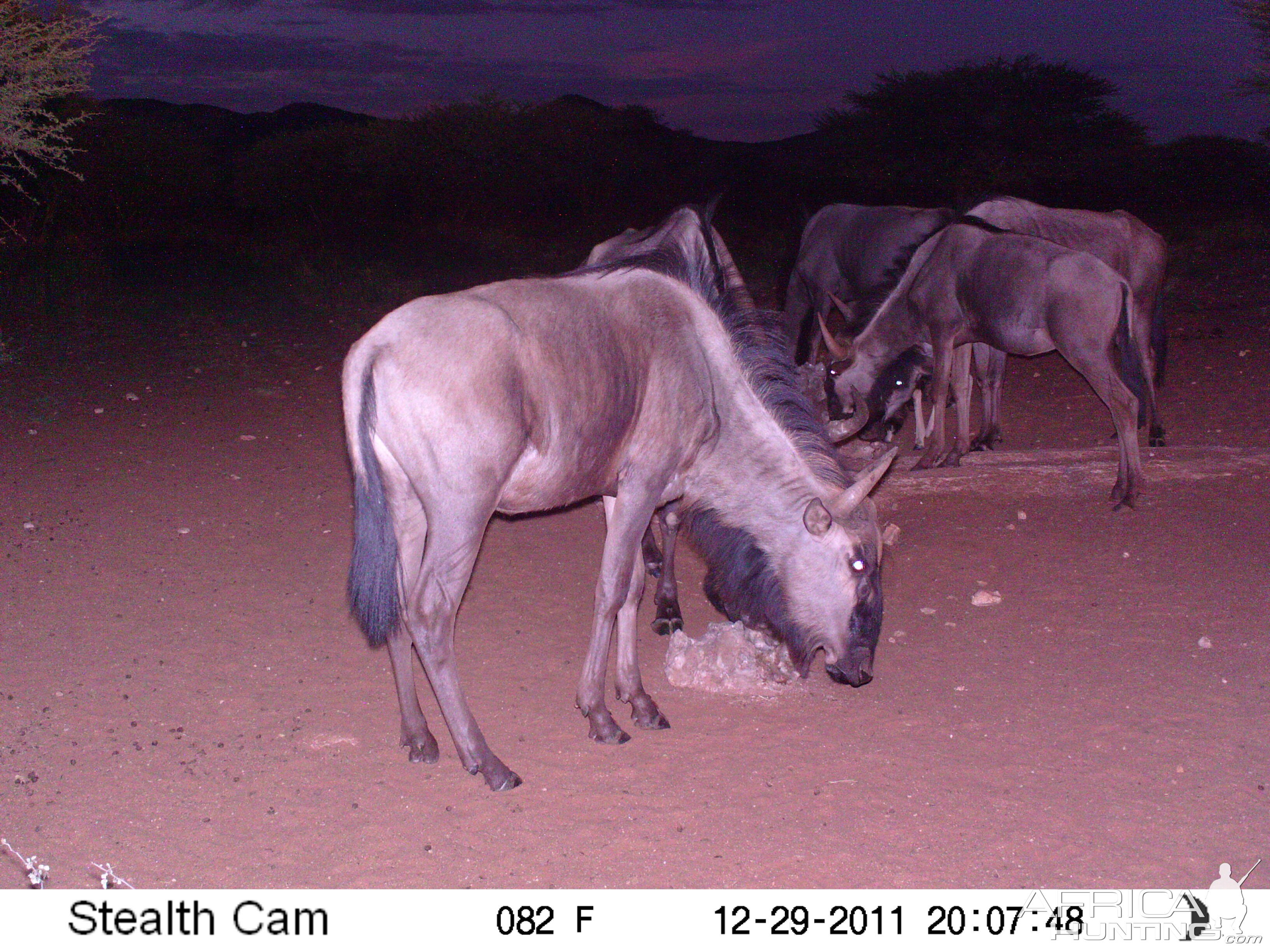 Trail Camera Namibia