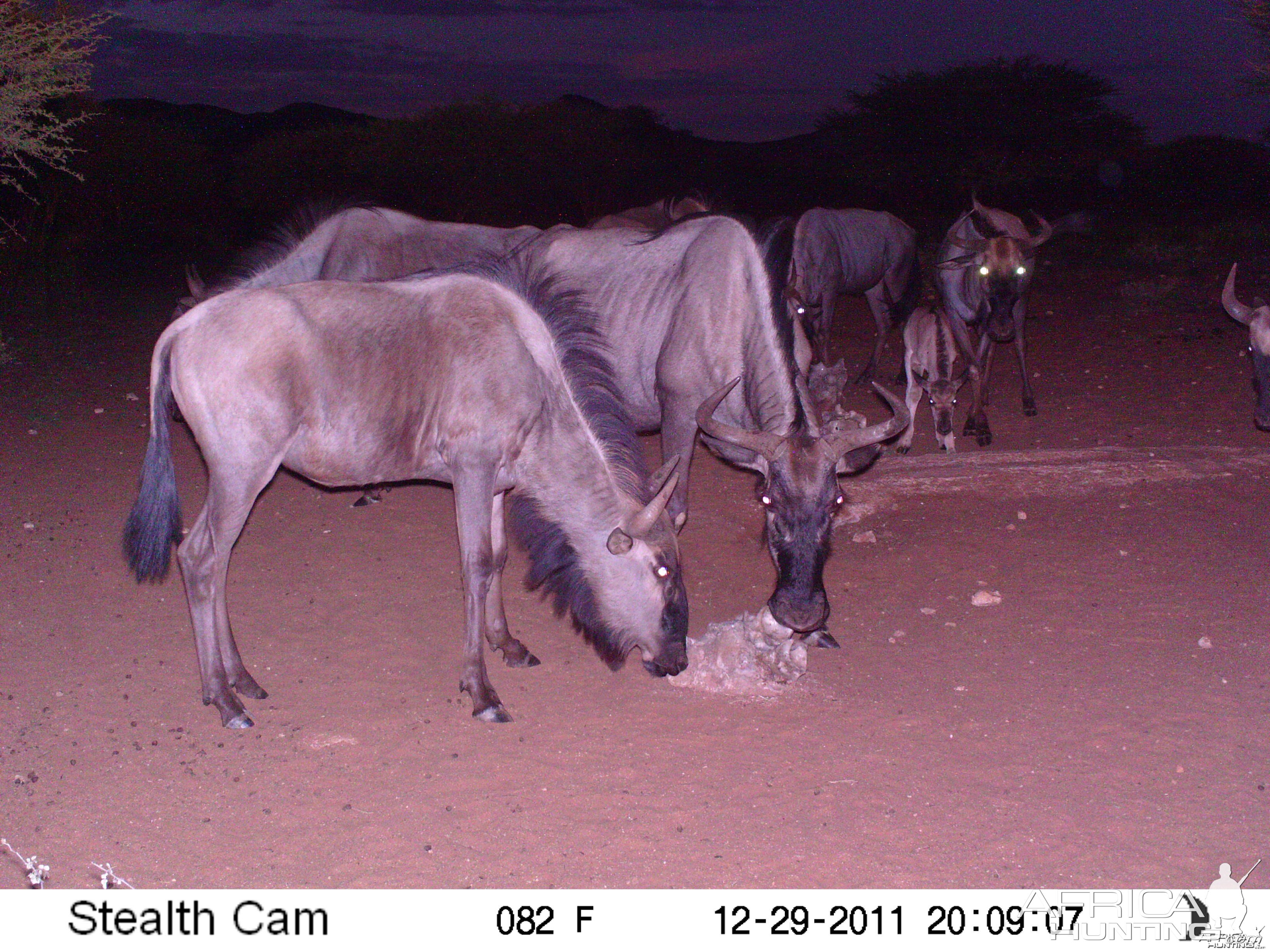 Trail Camera Namibia