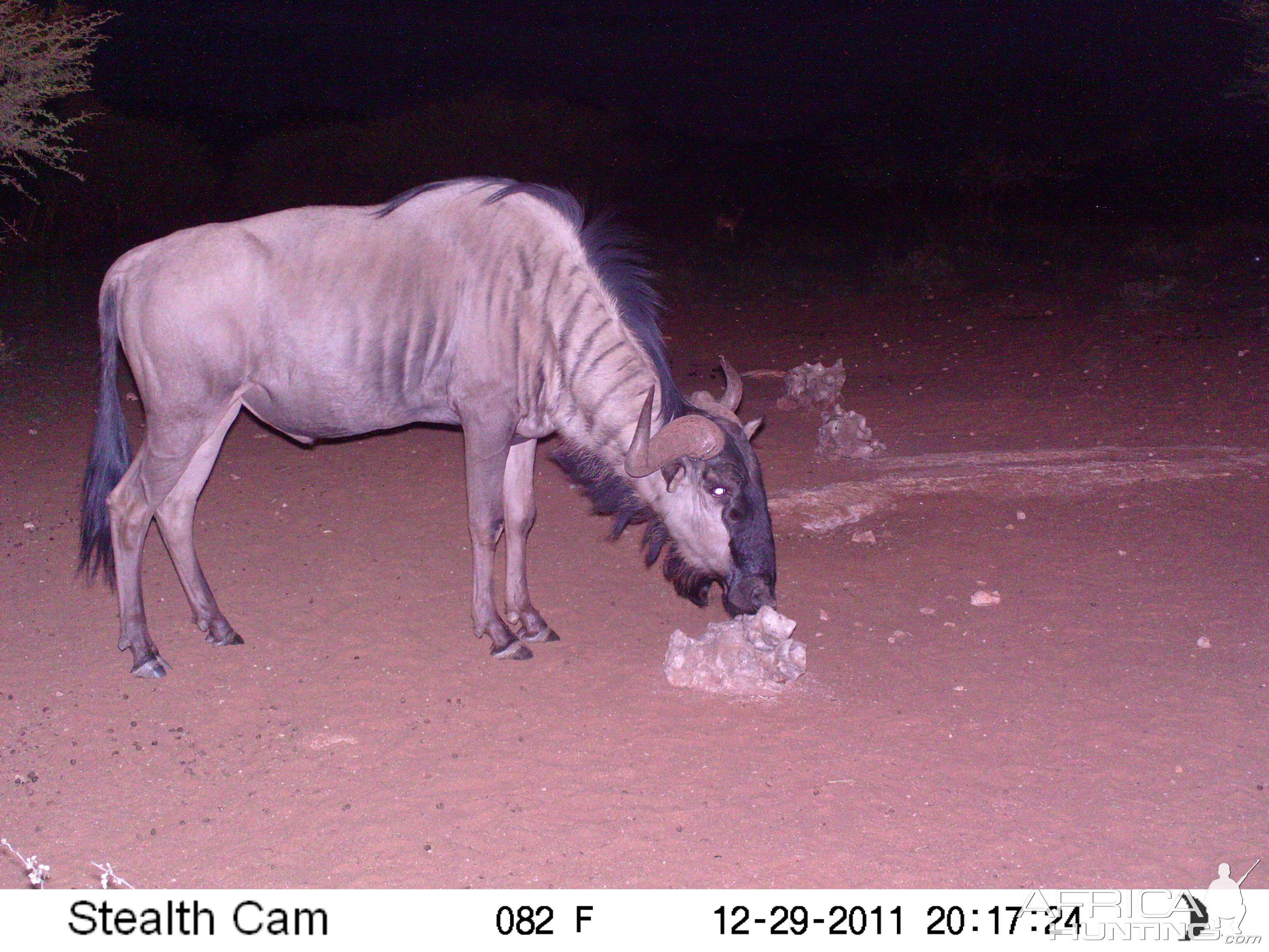 Trail Camera Namibia