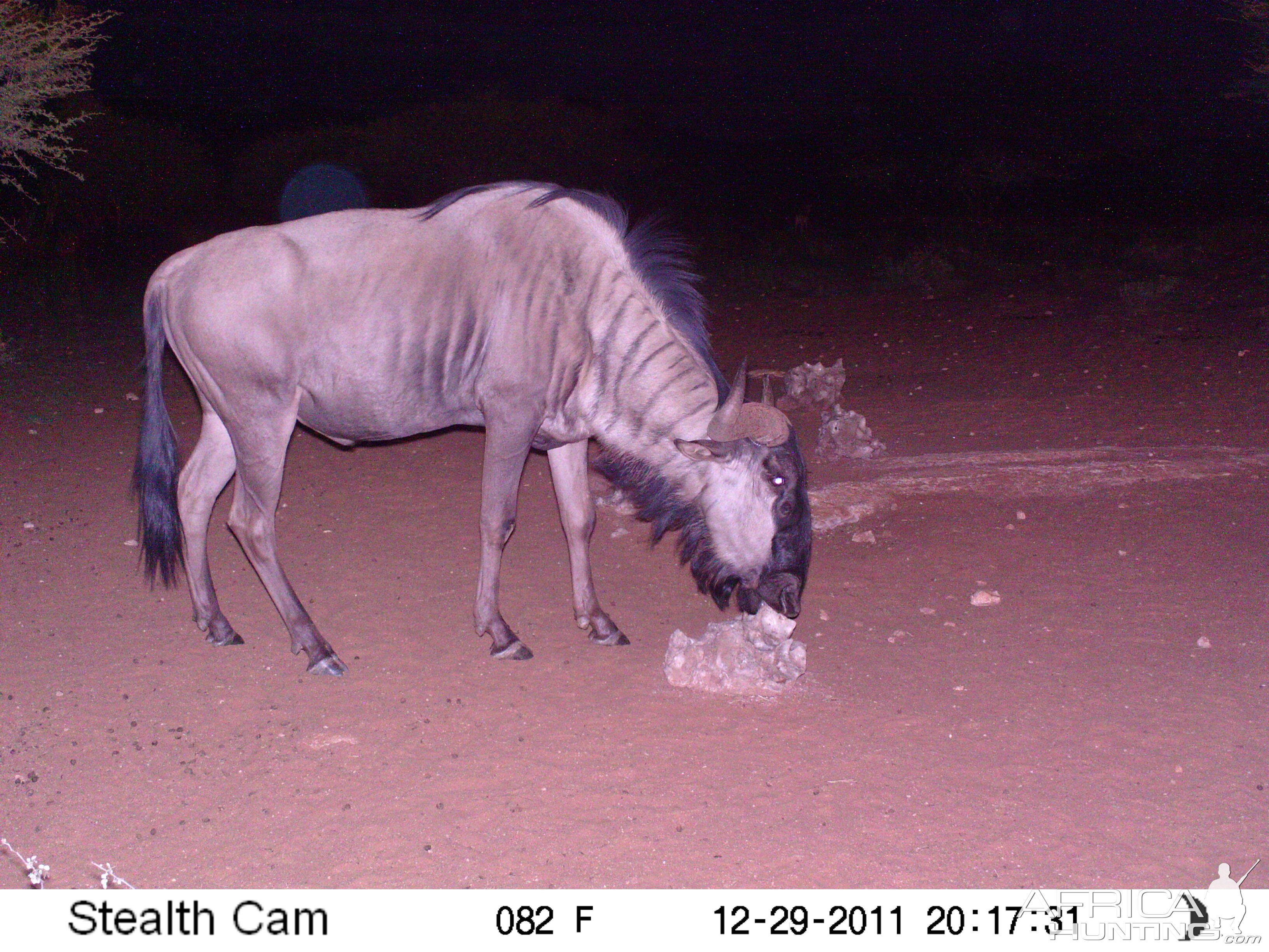 Trail Camera Namibia