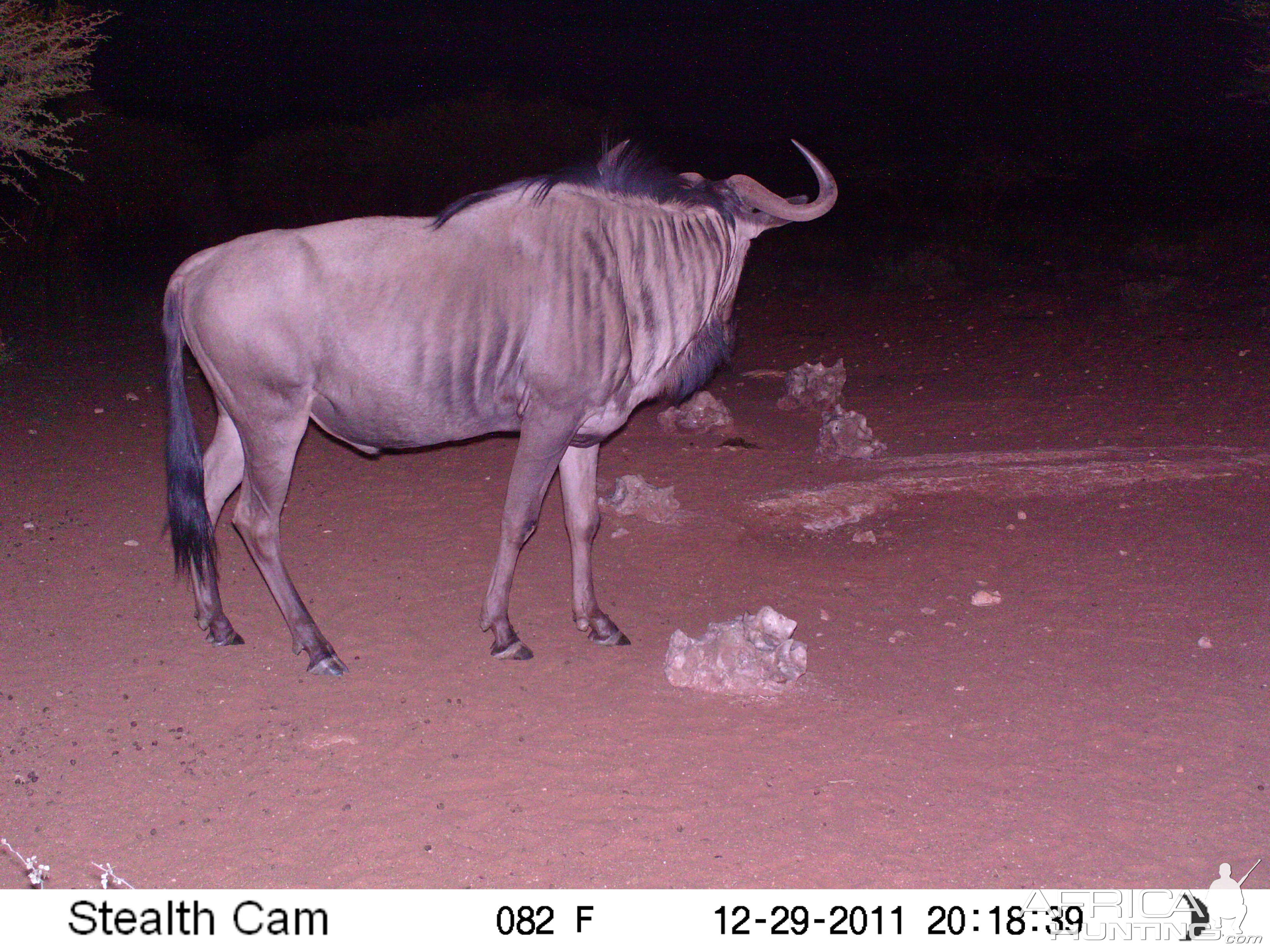 Trail Camera Namibia