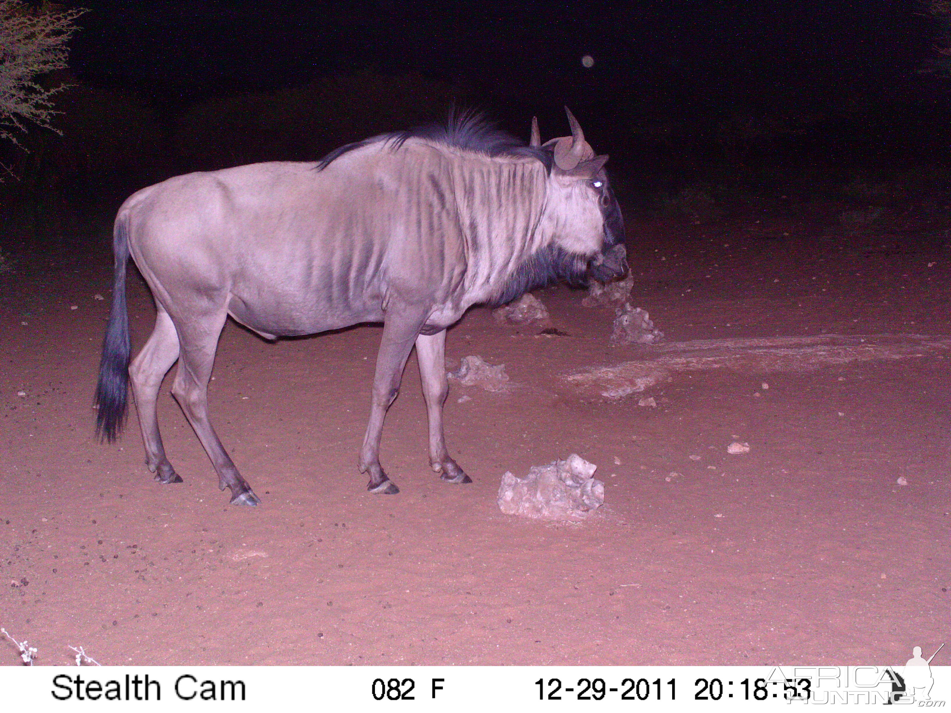 Trail Camera Namibia